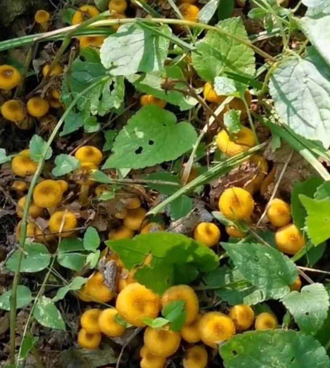 和闺蜜去她男友乡下摘李子,在山上看到一片黄色小朵的蘑菇