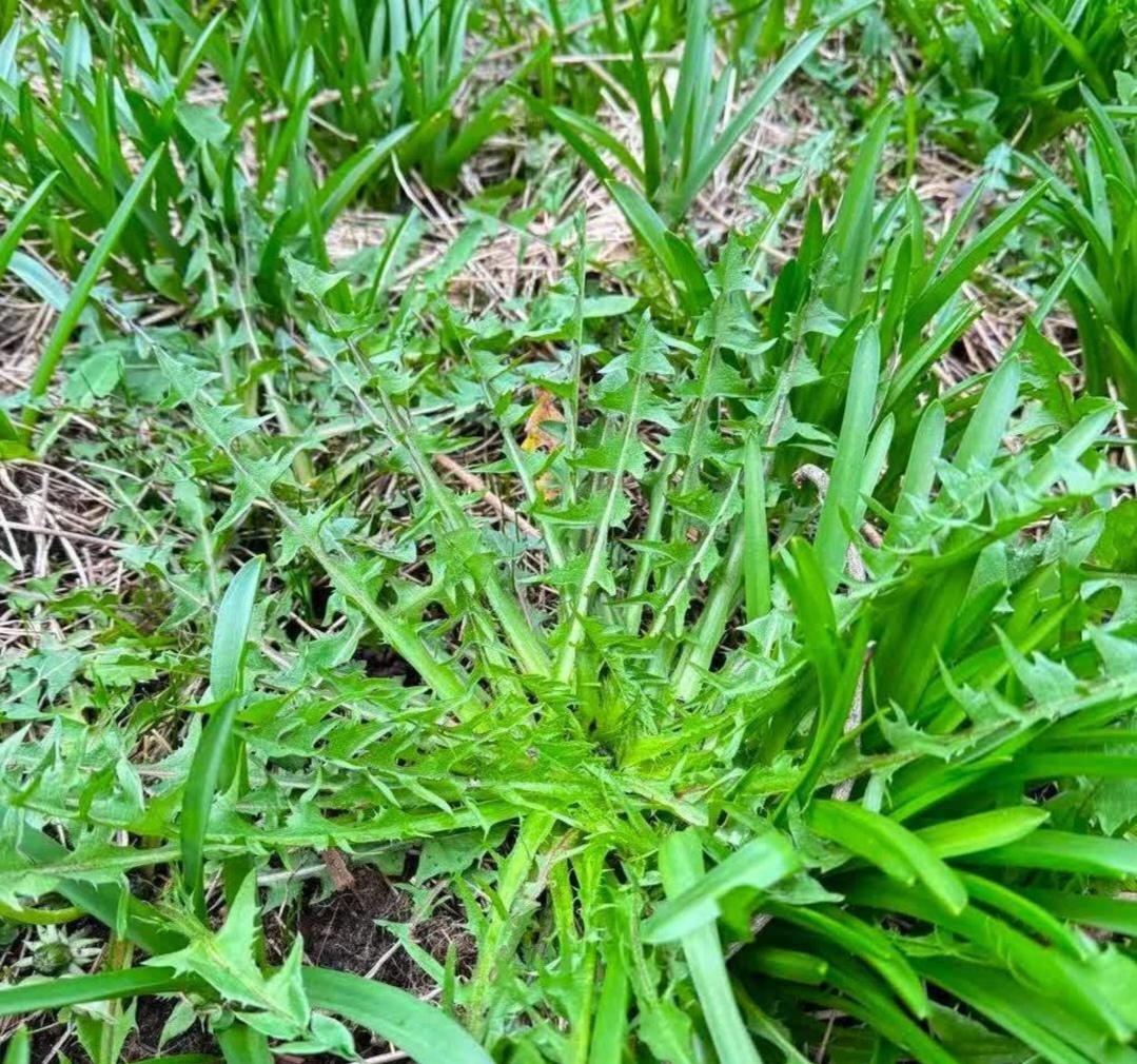 这是荠菜还是蒲公英呀?