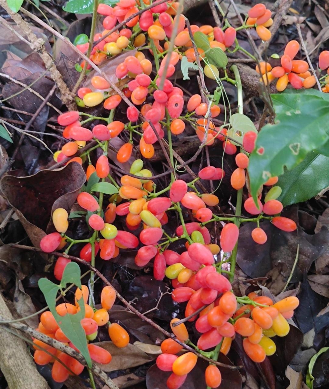 前些天在山上发现一种果子,长在带刺的藤上,颜色好看