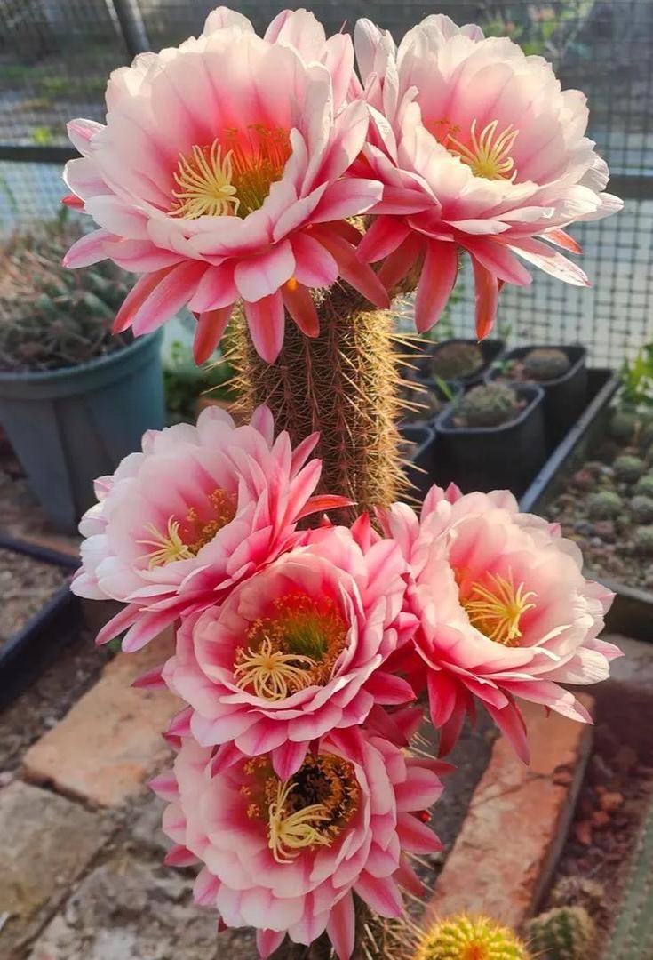 仙人柱开花啦!实在是好美呀