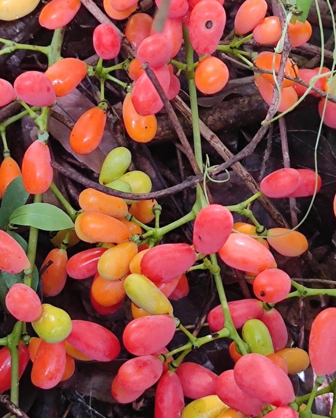 前些天在山上发现一种果子,长在带刺的藤上,颜色好看.