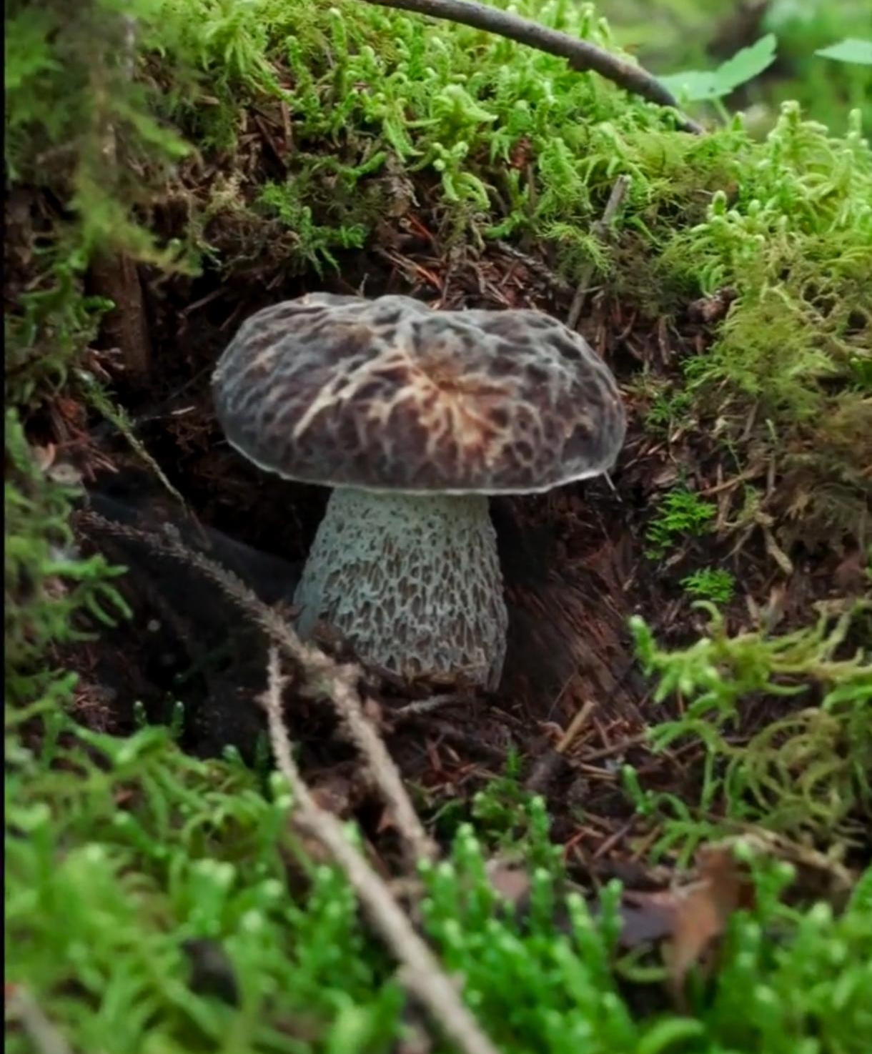 好久没上山采菌,今天真是运气真好,刚上山就碰到几朵大菌子.