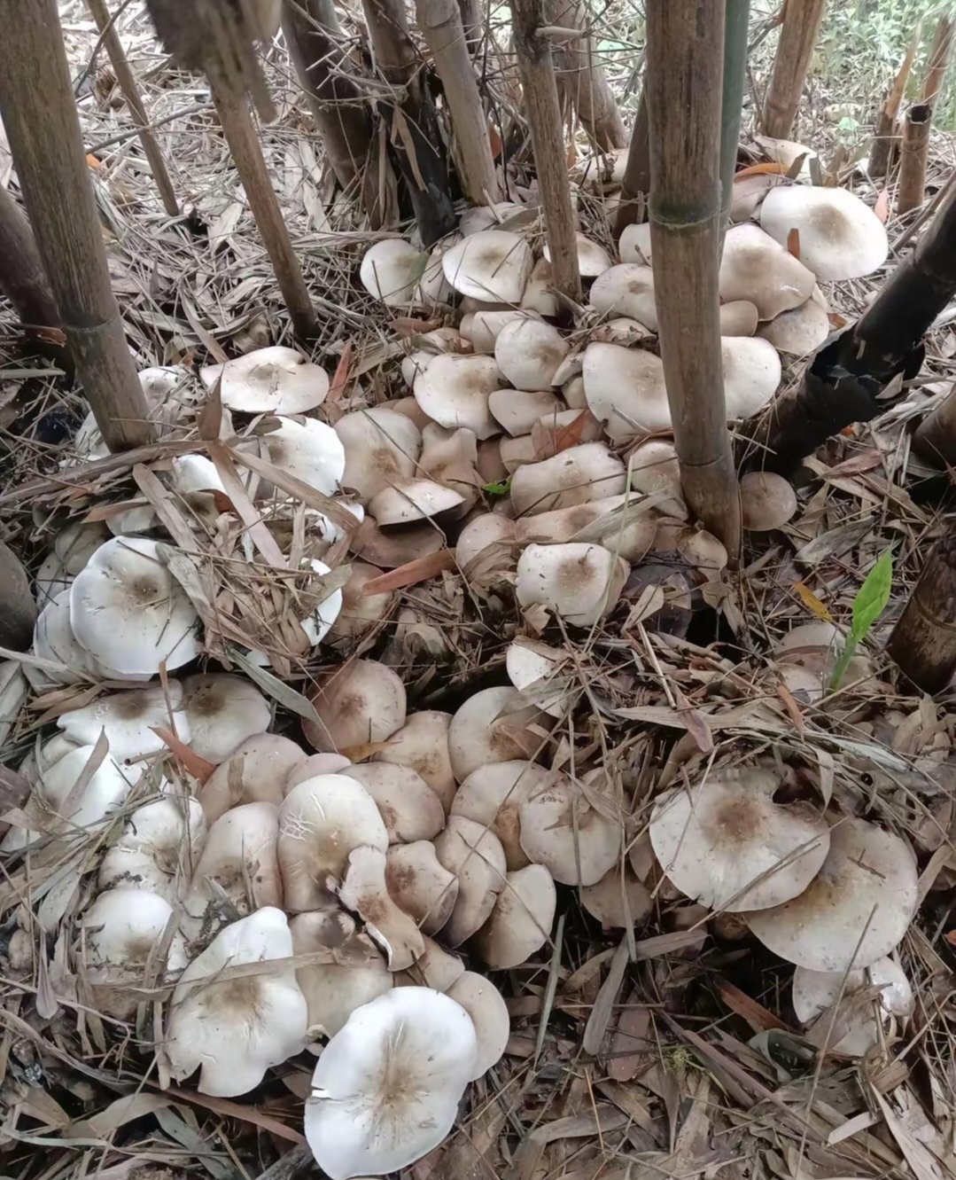 第一次在竹林里发现这种菌子.对菌类不太了解,有懂行的朋友吗?
