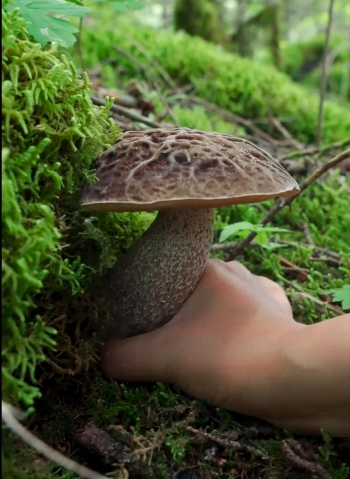 好久没上山采菌,今天真是运气真好,刚上山就碰到几朵大菌子.