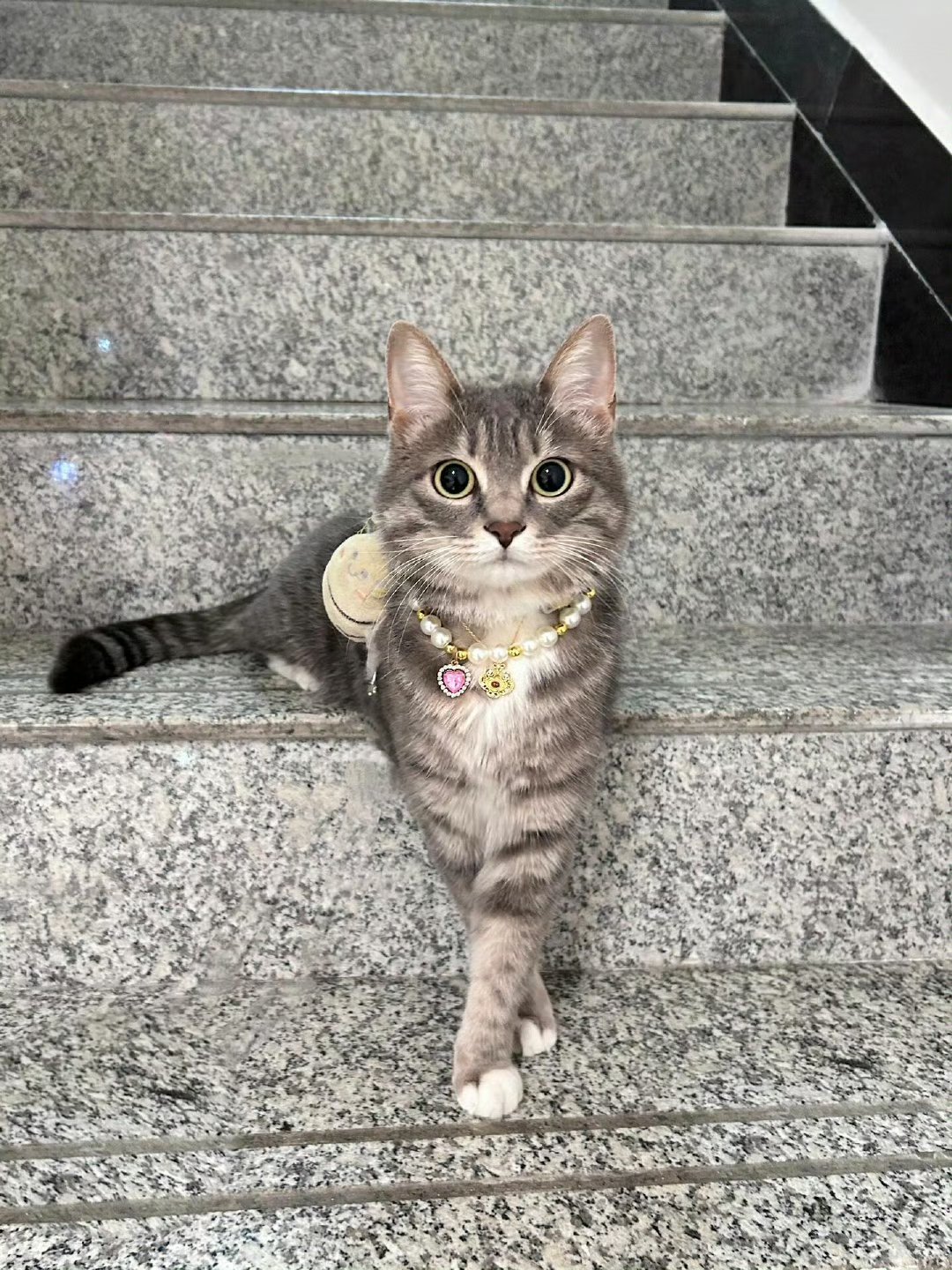 看这只猫猫静静地待在那里,浑身散发着一种独特的气质.