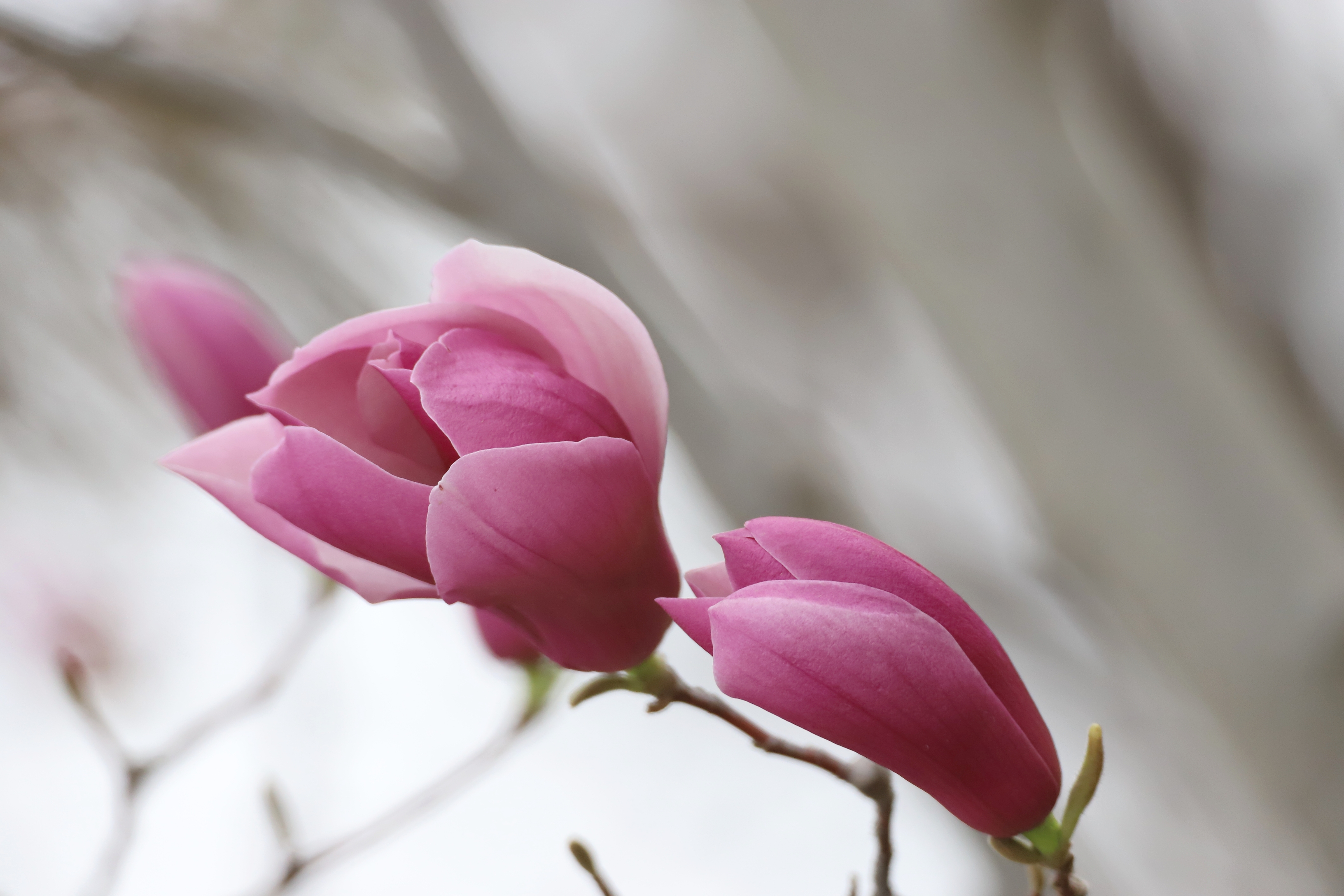 949494木兰花开,春天已至!