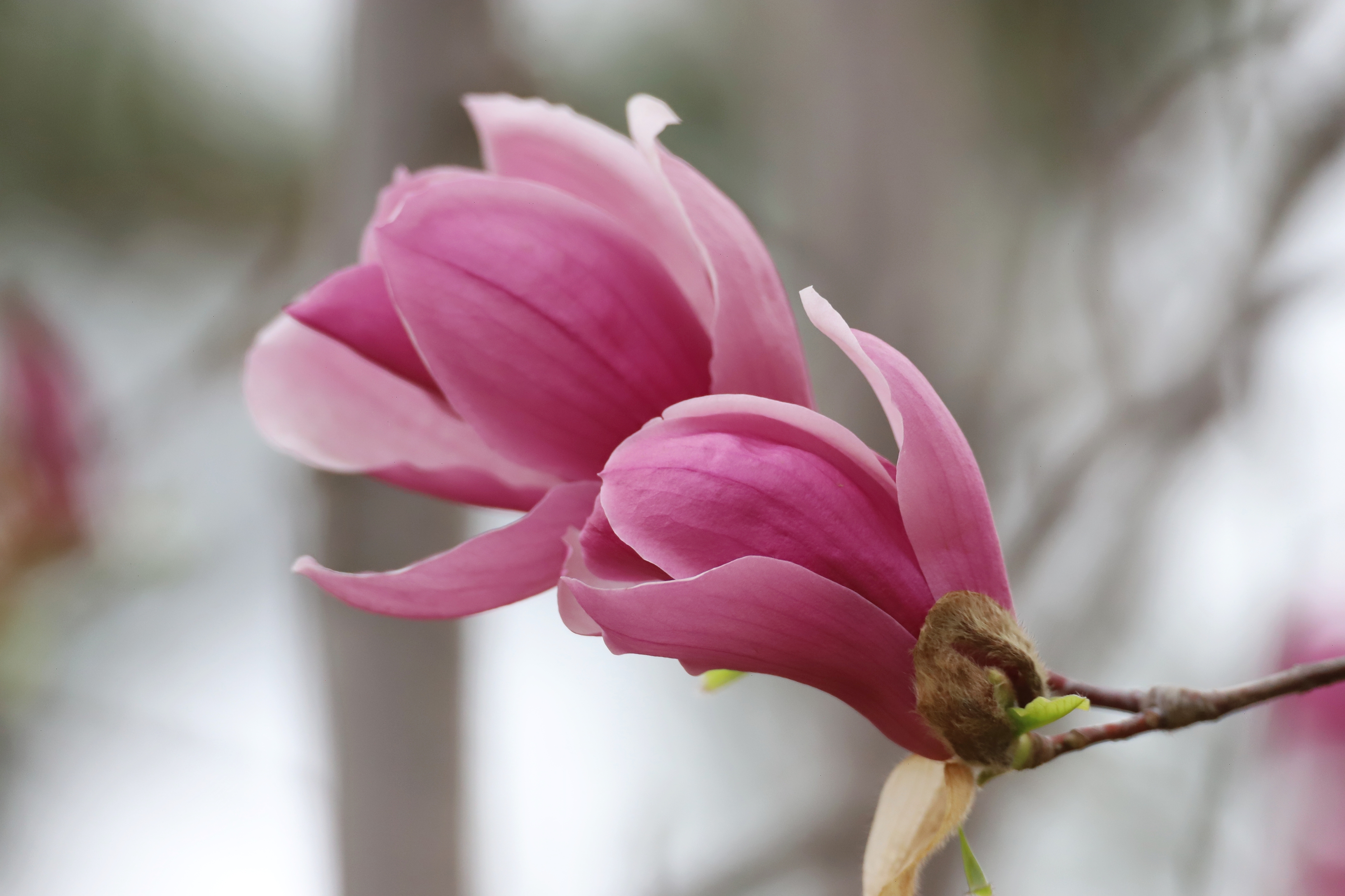 949494木兰花开,春天已至!