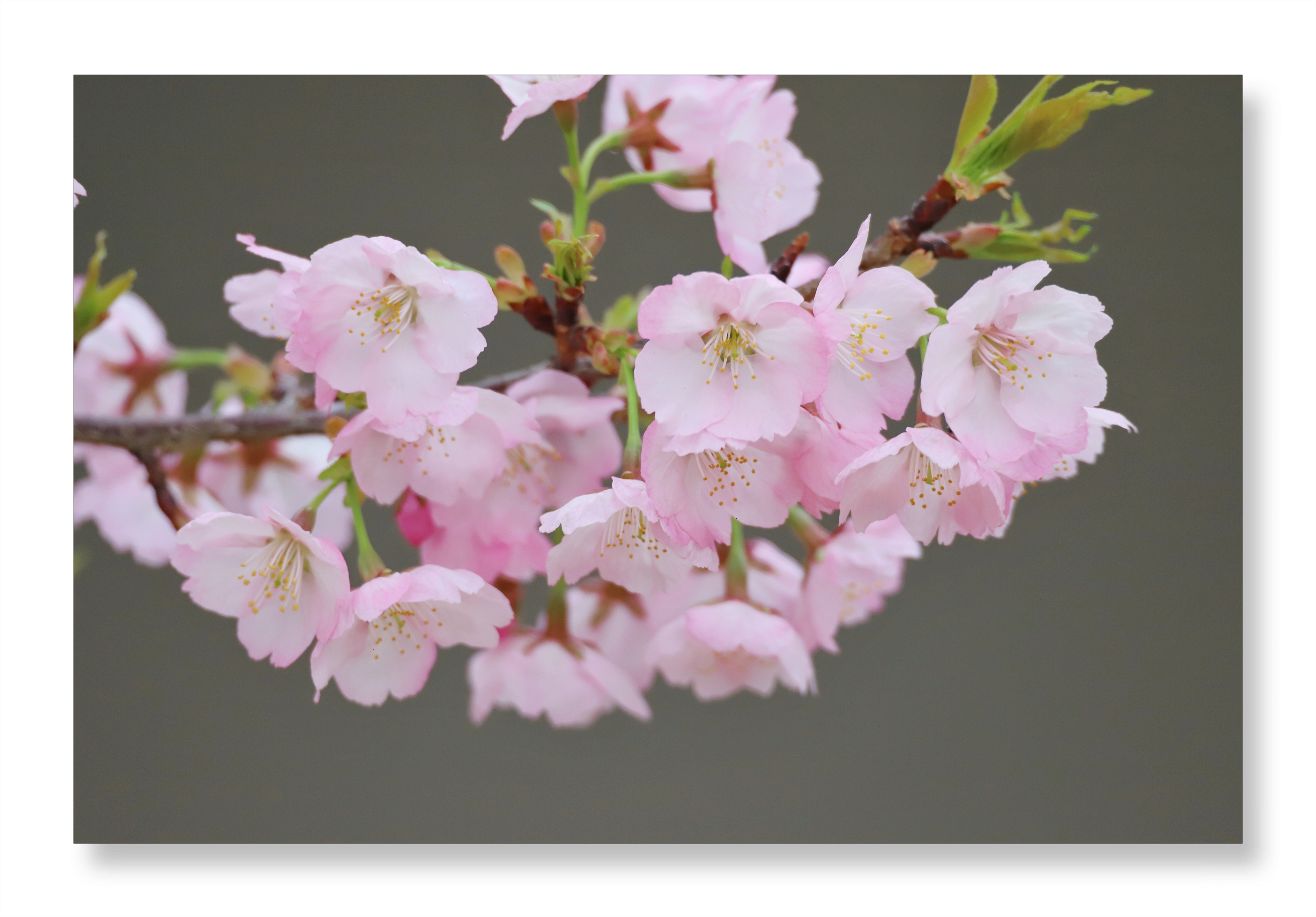 如梦如幻🌸  🌸樱花树下,一片片花瓣随风飘落,如同粉色的雪花