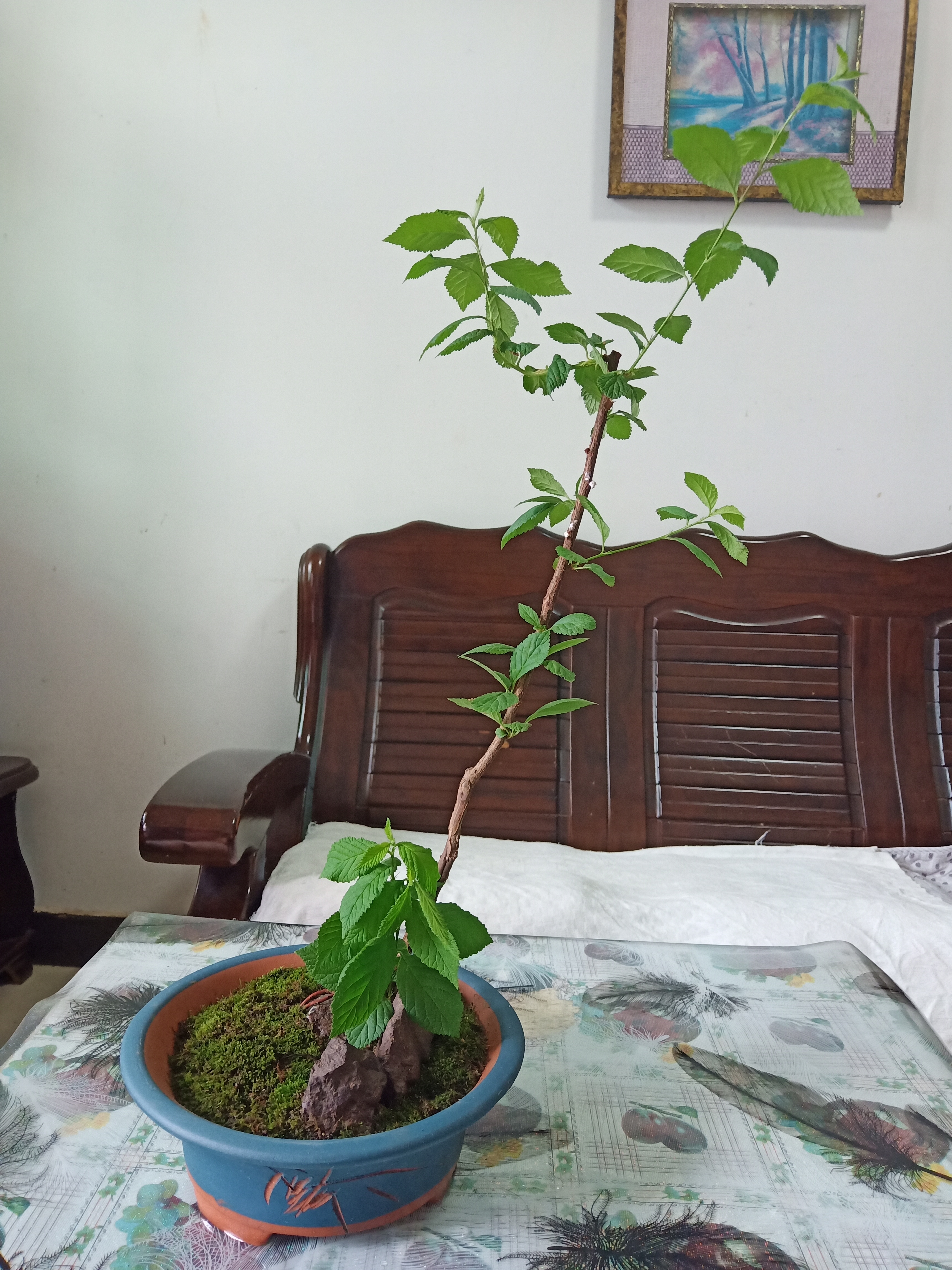 在某音上买的三角梅老桩,今天我还特此为它买来了漂亮的小花盆,又为它