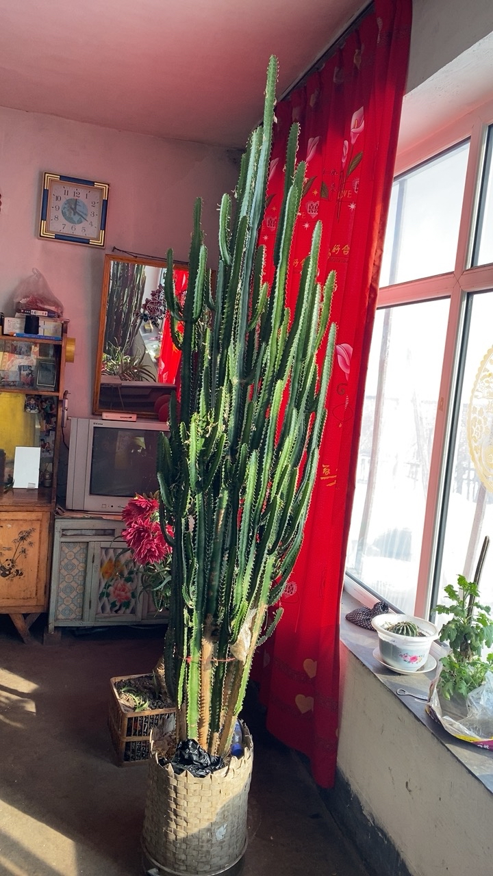 龙骨花,又叫三角霸王鞭,也叫昙花,(昙花一现说的就是它),但是盆栽一般