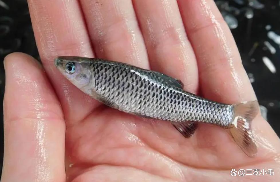 今天在农村集市上看到了这种小鱼,记得小的时候这种鱼还比较常见,已经