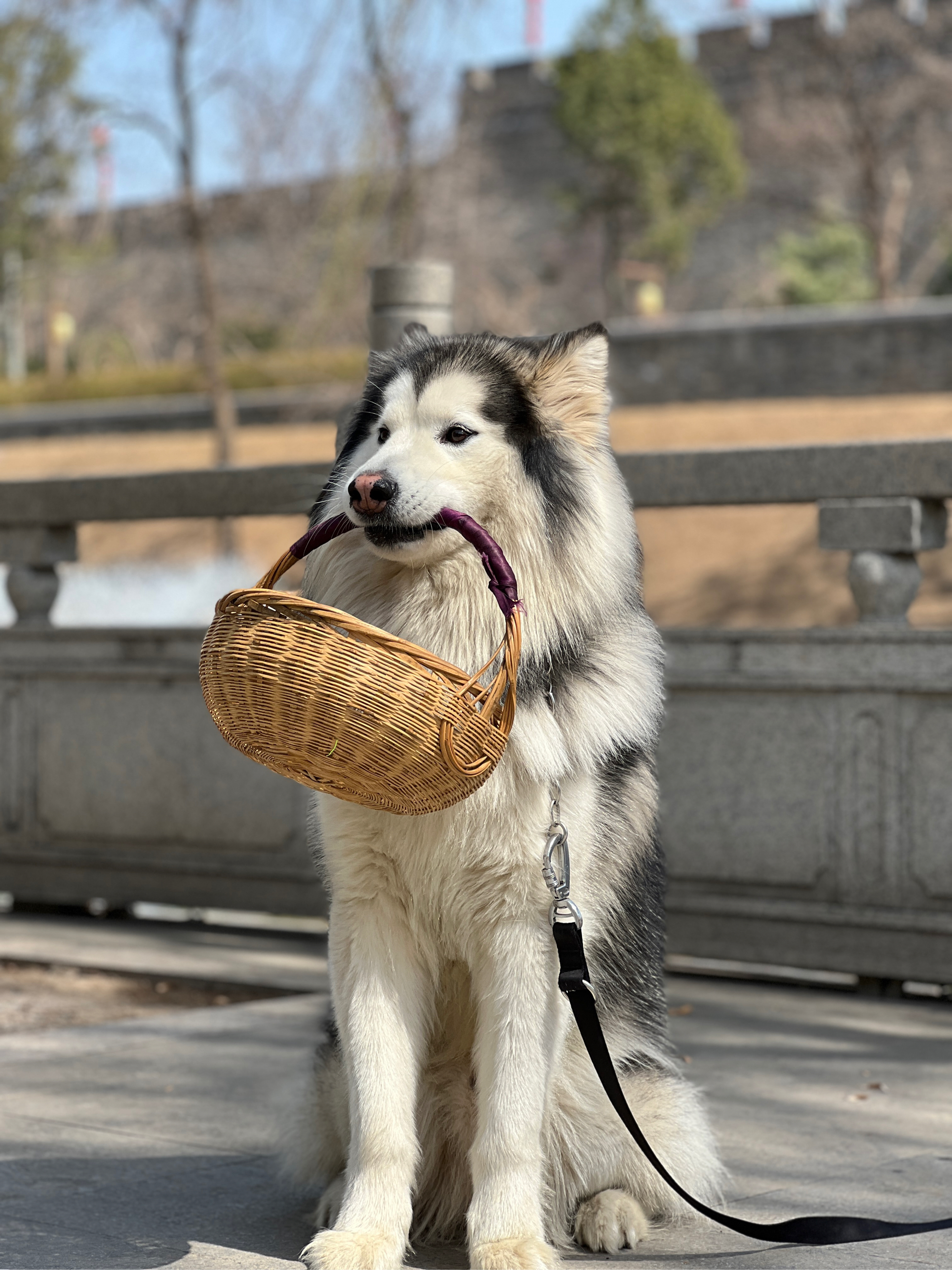 狗头叼花图片