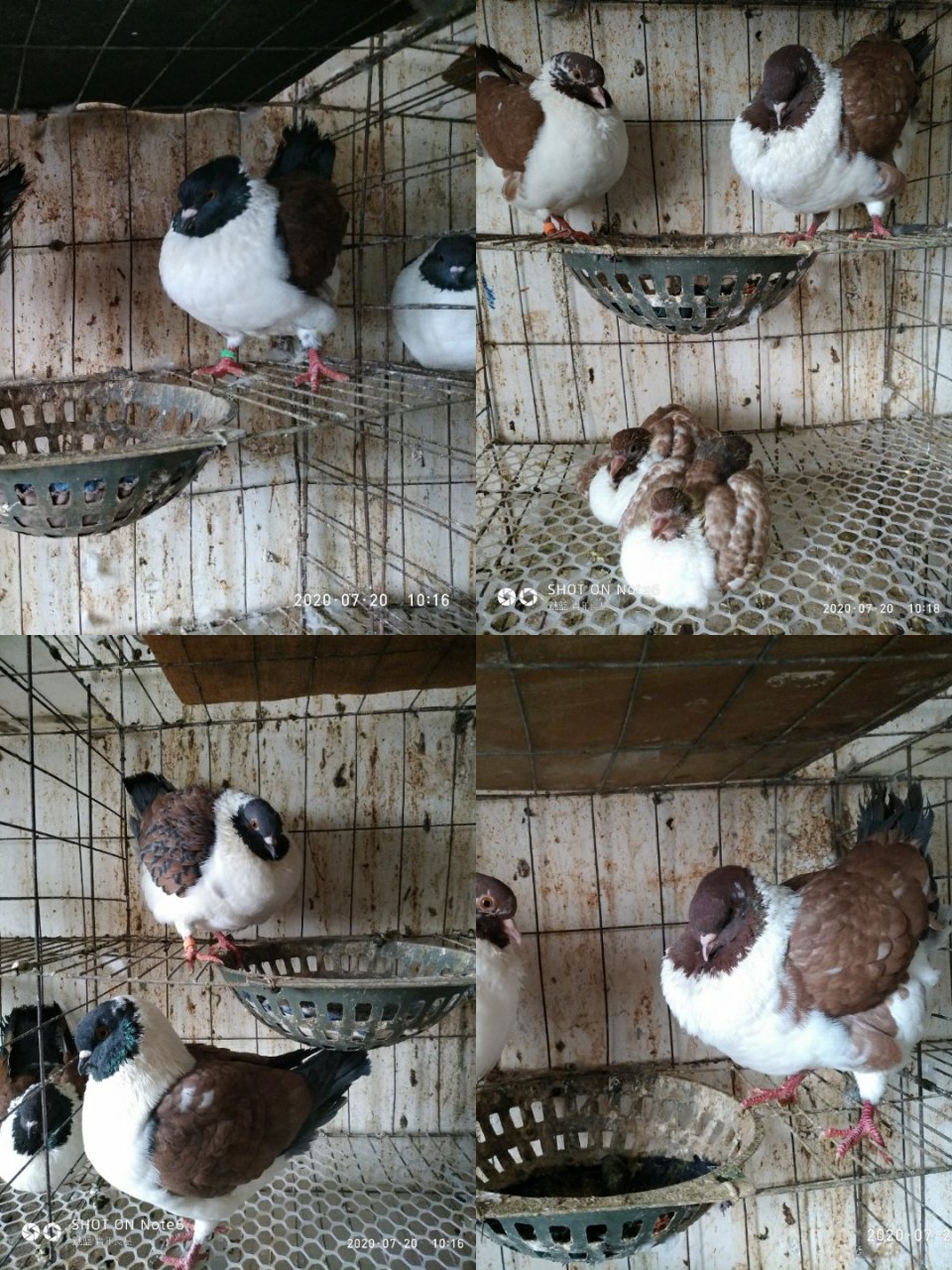 便宜出售几对中体摩登娜种鸽和红熊猫