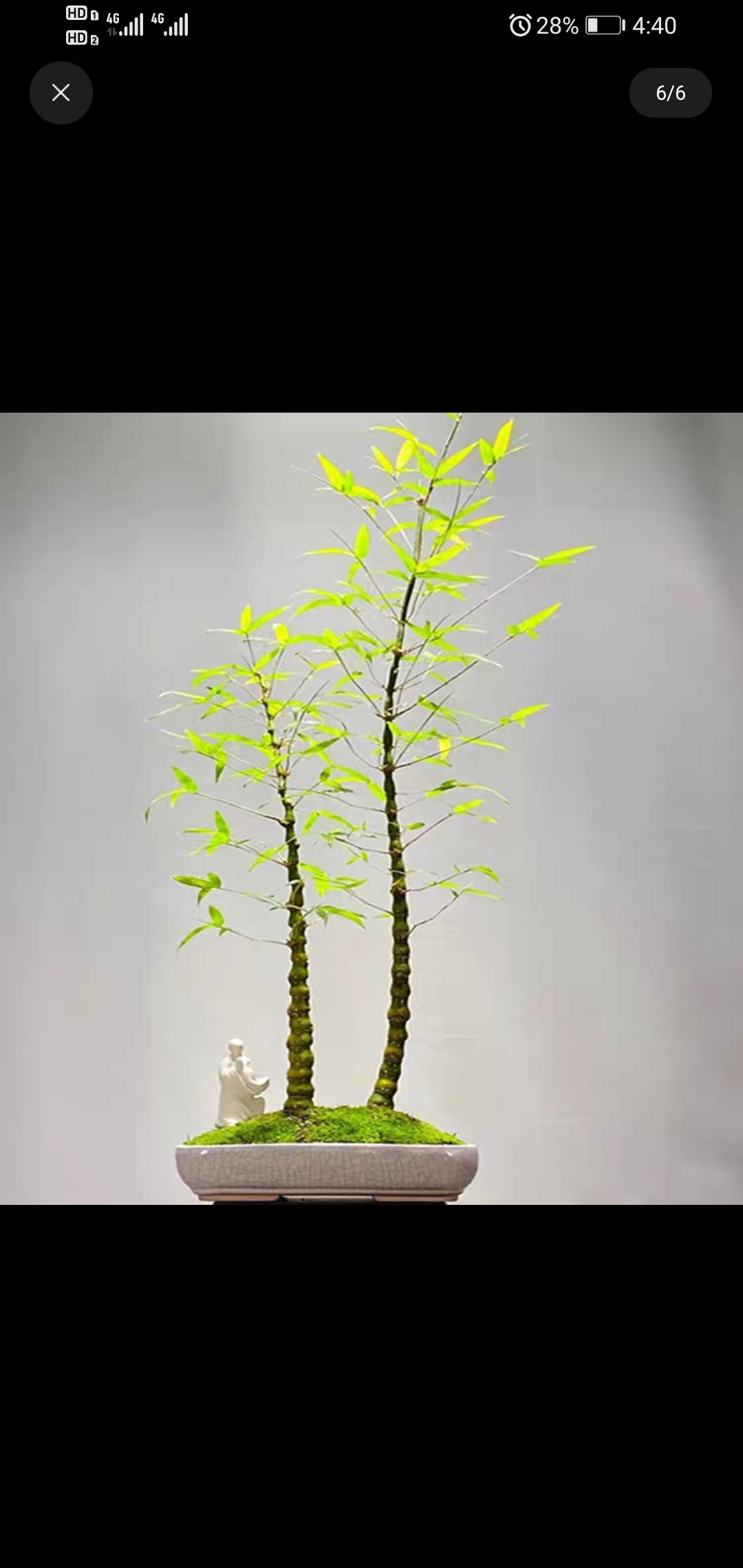 双杆文人佛肚竹