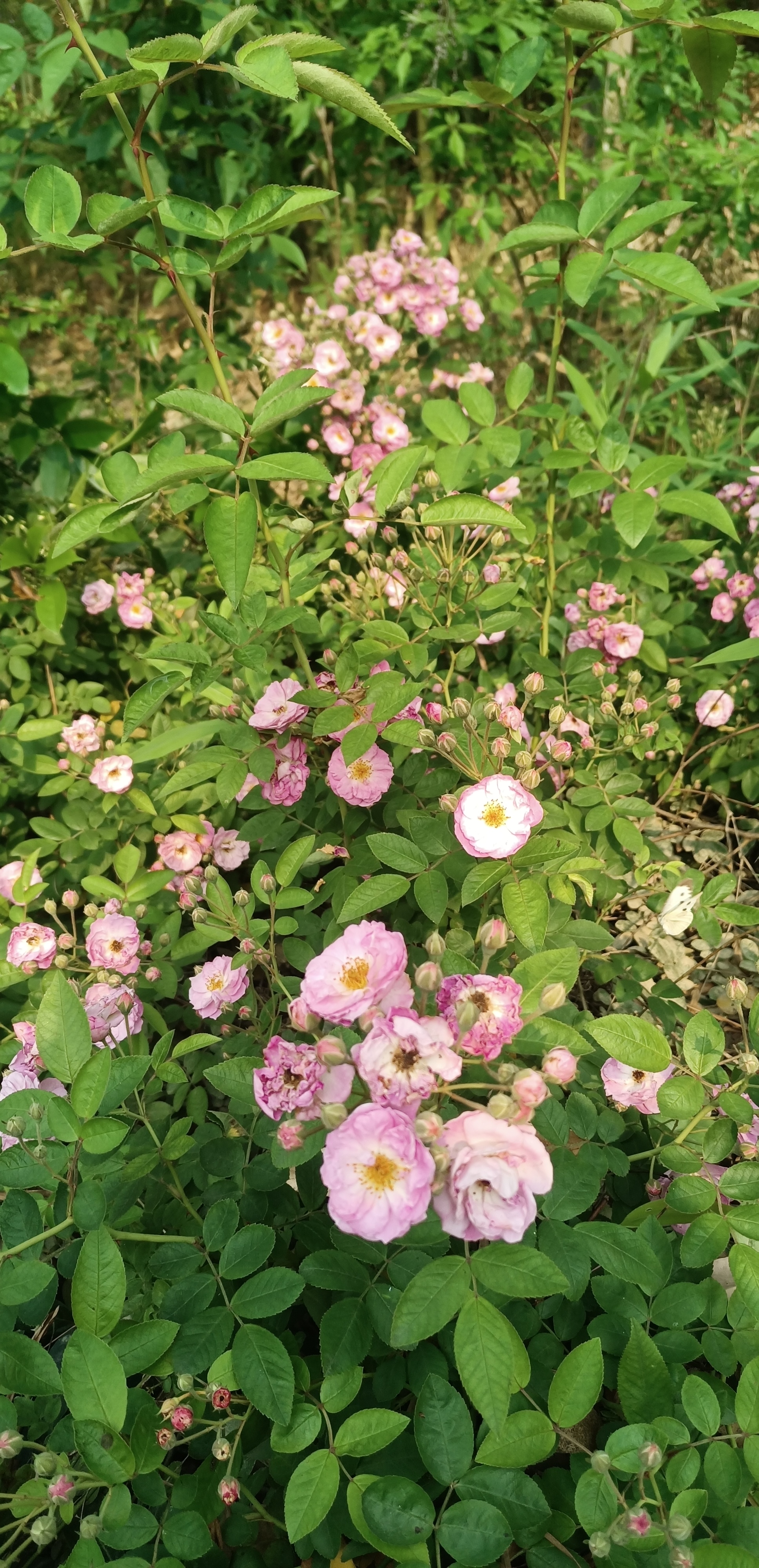 野生蔷薇花多漂亮哦