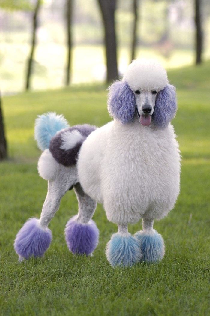 贵宾犬的卷毛如同生活中的小确幸,每一丝都带着无尽的乐趣.