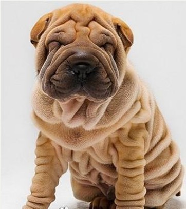 沙皮狗蜷缩着身体,皱着眉头,两只大眼睛闭着,似乎很疲倦.