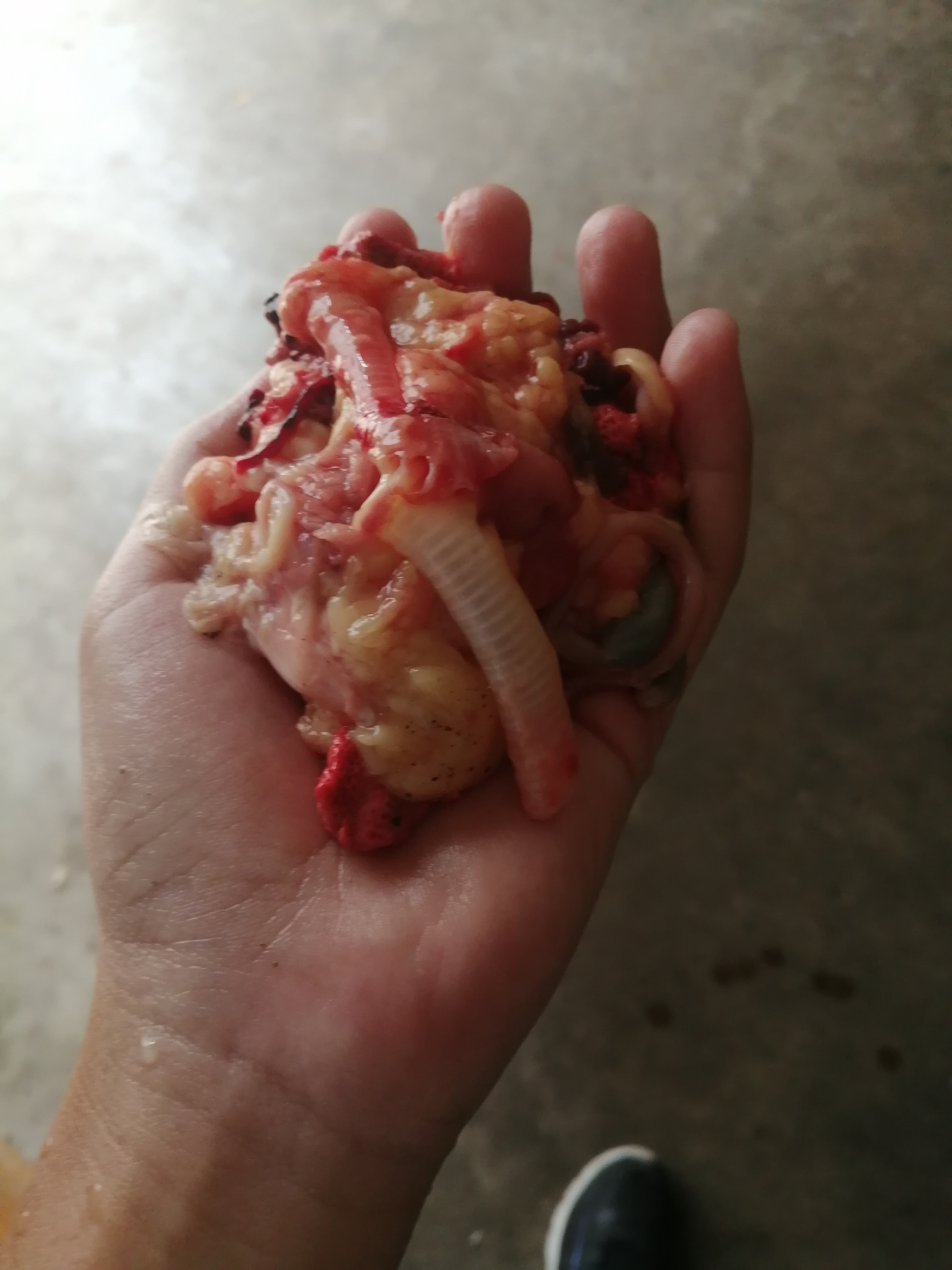 第一次杀鸭子,血溅出来时候有点兴奋,这是他的内脏[滑稽][滑稽]