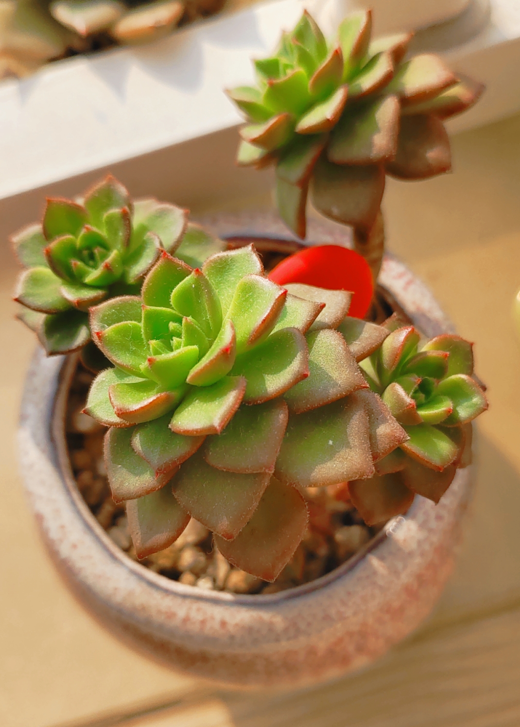 以后不会再养了,太难了,一不小心就徒长了…#养花种菜小分队# #多肉