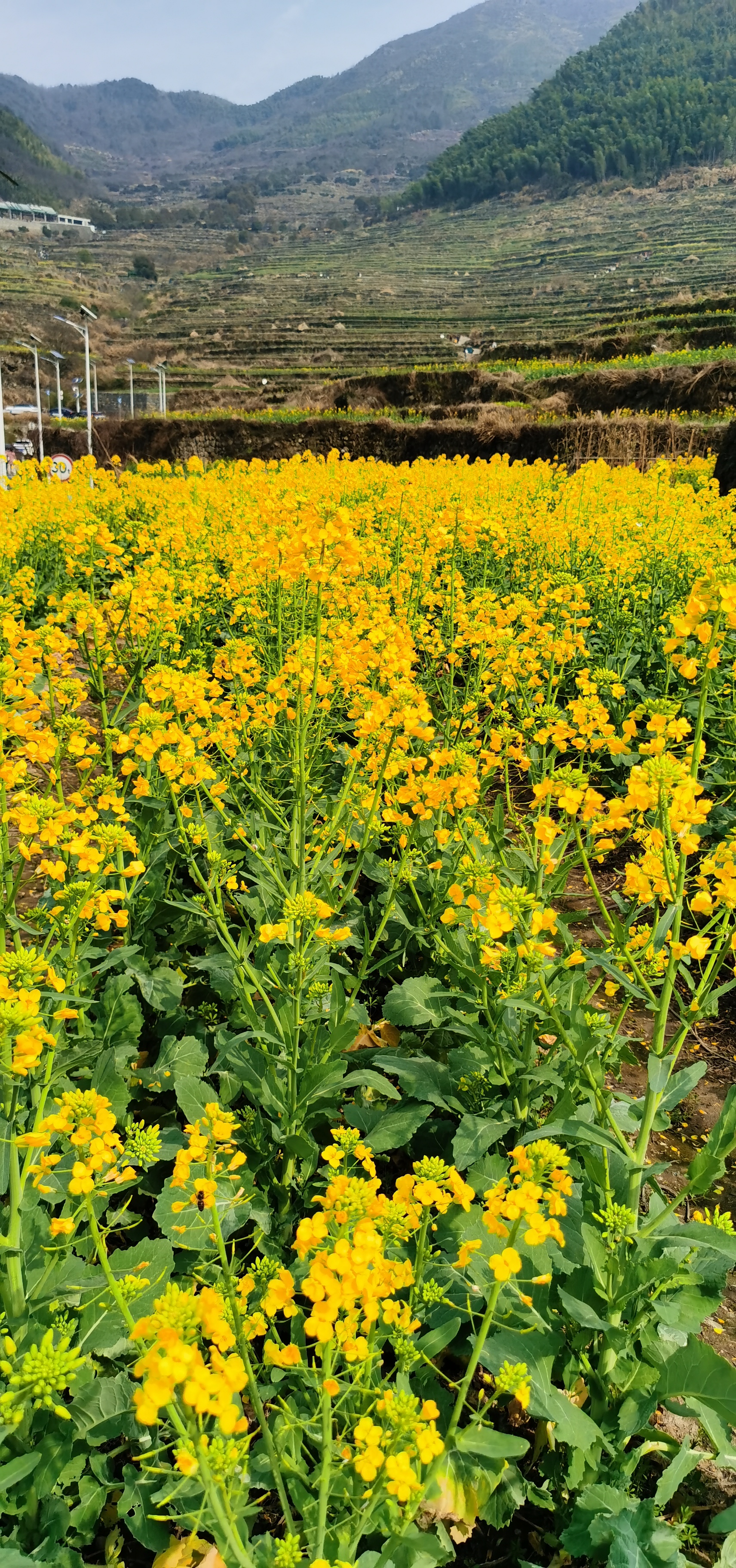 油菜花壁纸竖屏图片