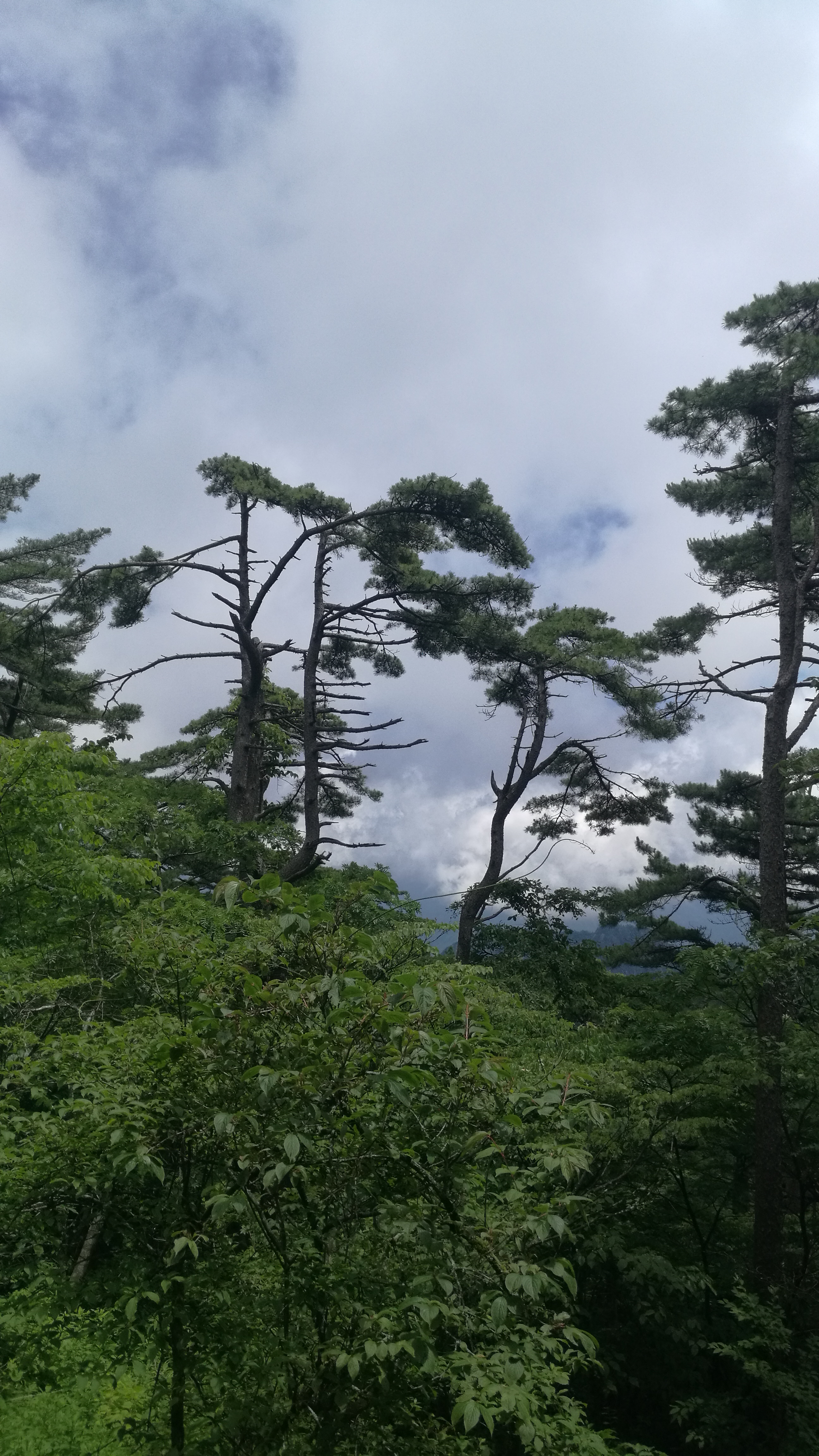 岱山奇松图片