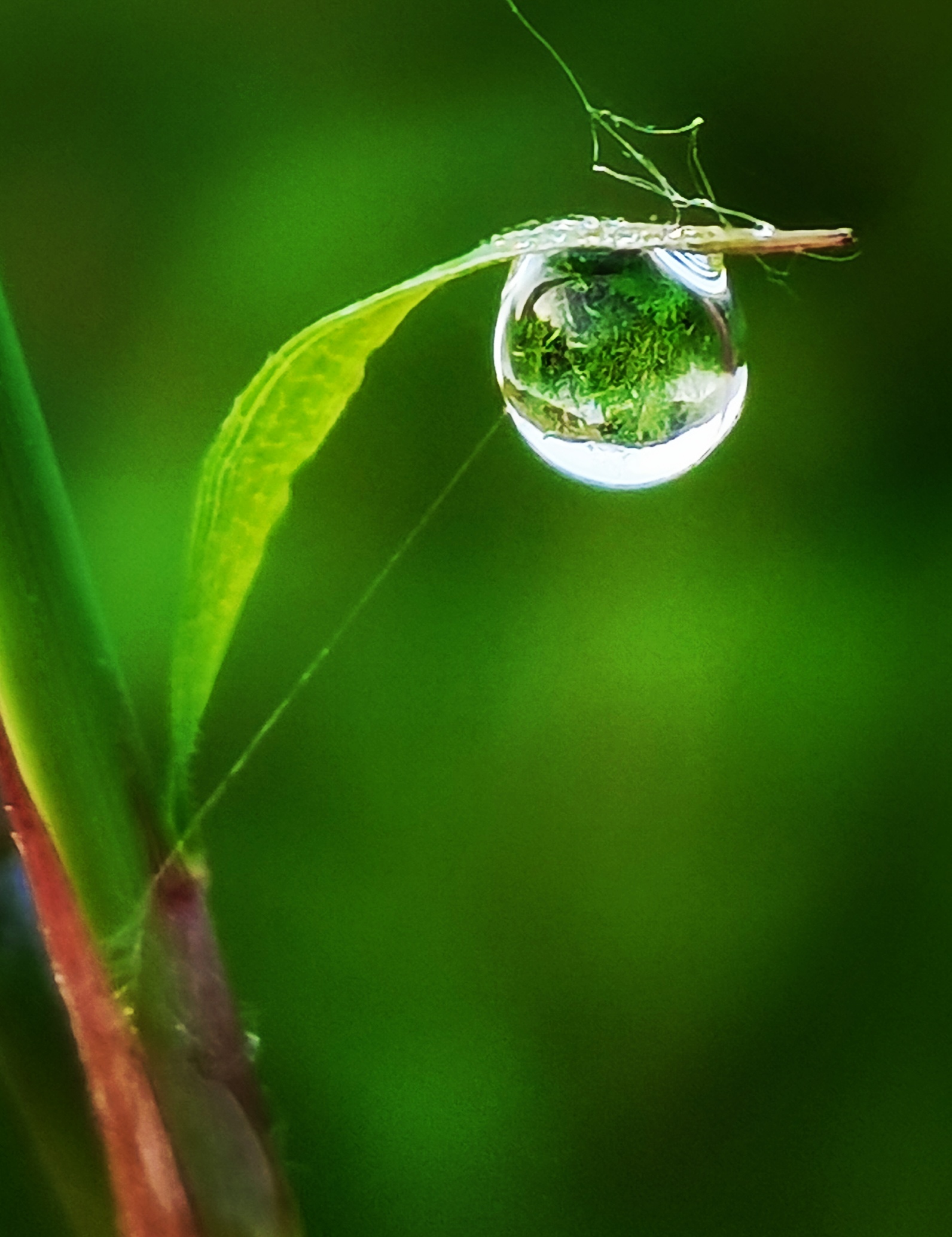 清晨的露水图片大全图片