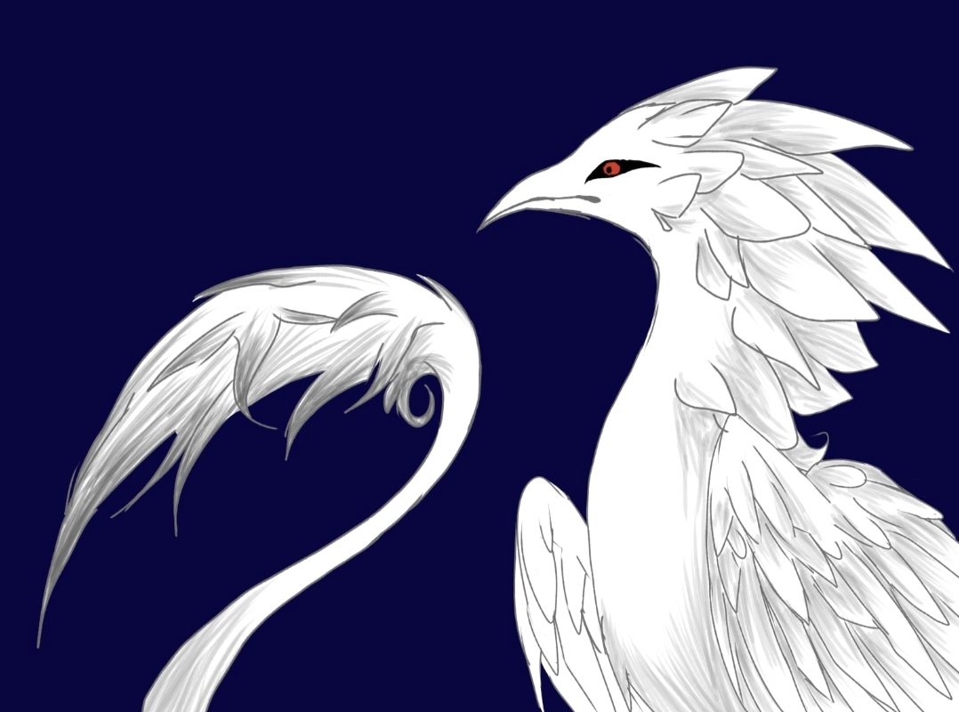 我的鸟设,阴和阳