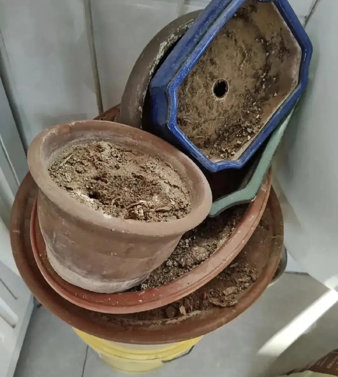 这几年来,前前后后不知道买了多少花,也不知道扔了多少花盆,更不知道