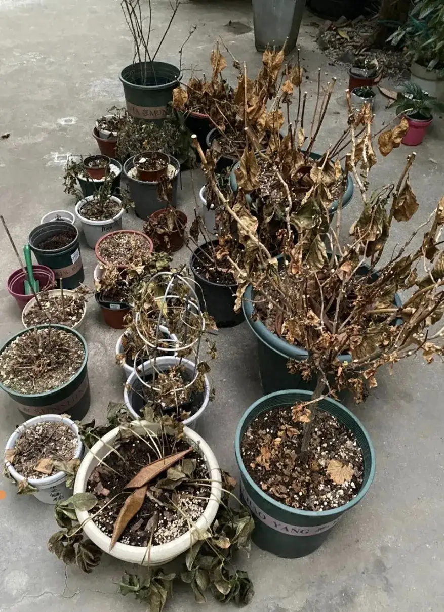 这几年来,前前后后不知道买了多少花,也不知道扔了多少花盆,更不知道