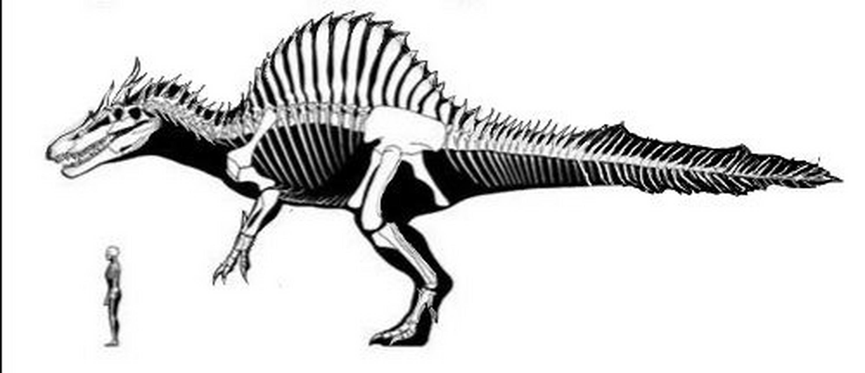 首次登场于《侏罗纪公园3》  自己画个作品:当棘战神遇上中国龙.