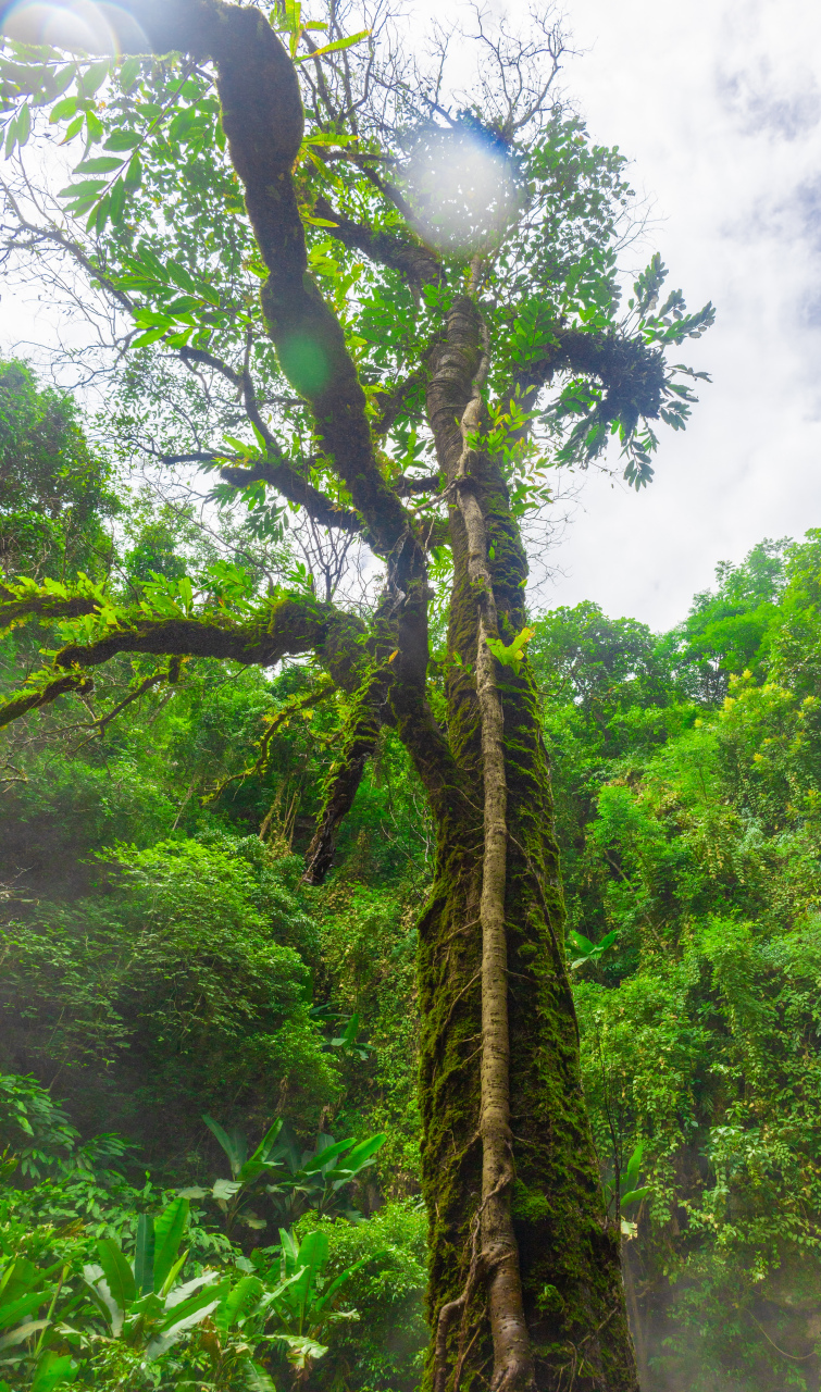 忽逢桃花林 夹岸数百步 有美池 中无杂树 芳草鲜美 67—— 《桃花源
