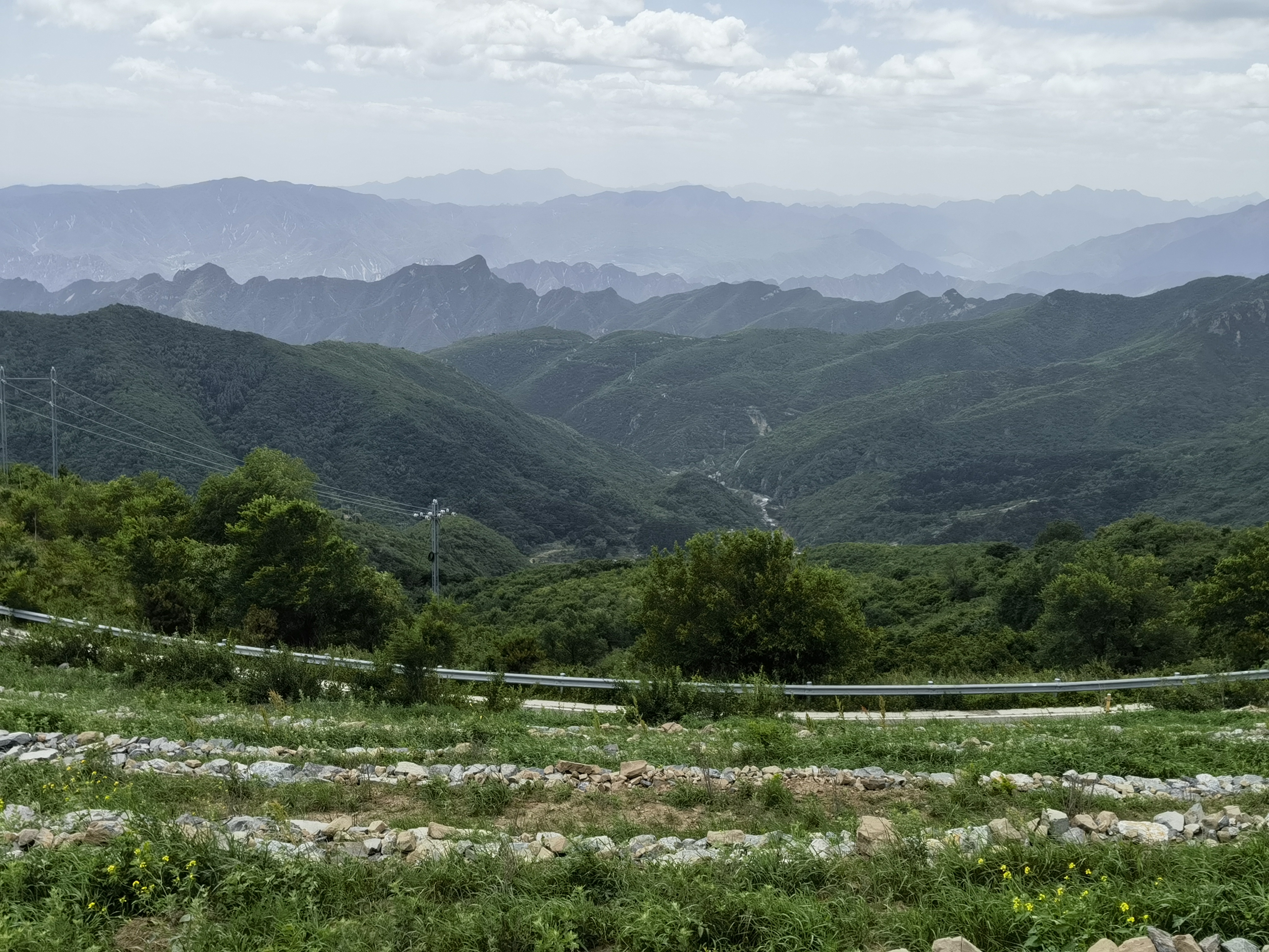 青山大树图片大全图片