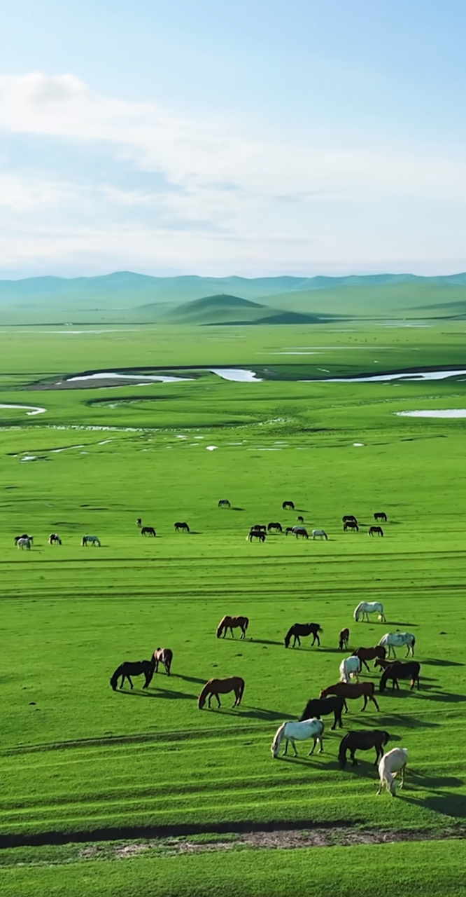 呼伦贝尔草原,我的诗歌4 《转场的牛羊》 02#原创诗歌# #现代诗歌