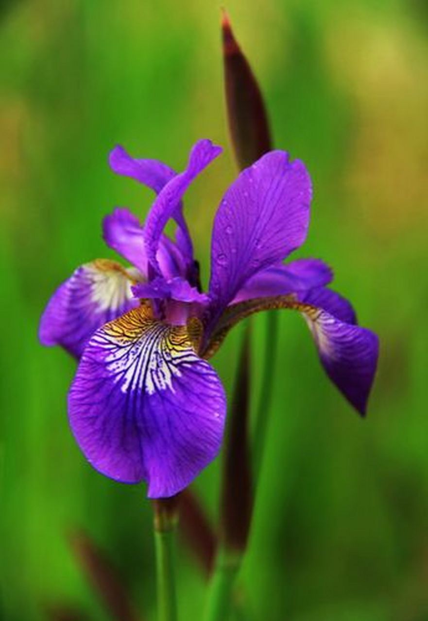 现代诗 | 马兰花,或称鸢尾花 #现代诗歌# #诗与远方#  02 几十年了