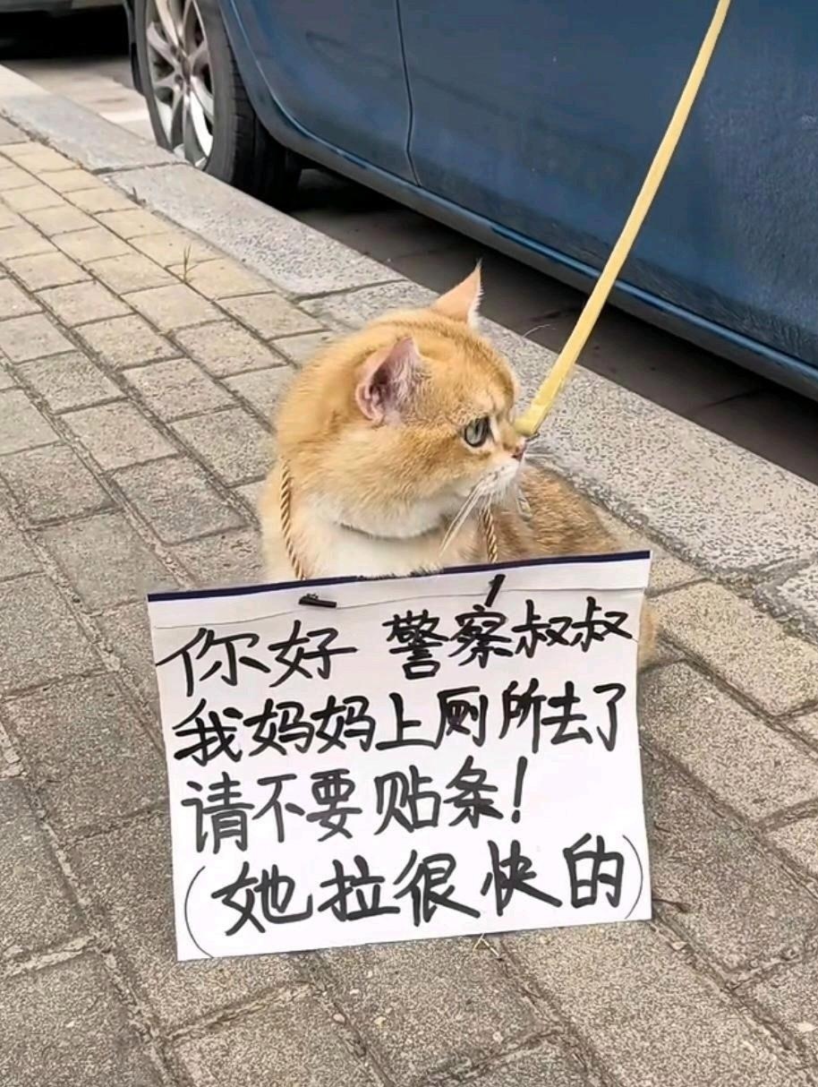 猫咪吊牌寄语搞笑简短图片