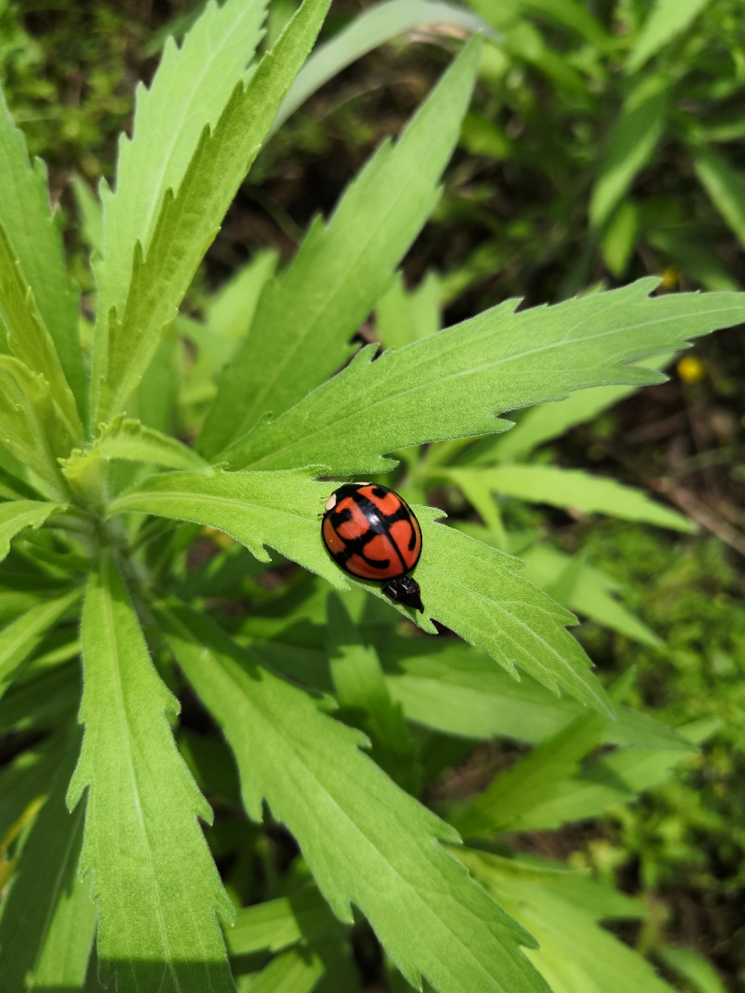 在一片鲜亮的绿色海洋中,一只红色的瓢虫静静地站立,仿佛是大自然的