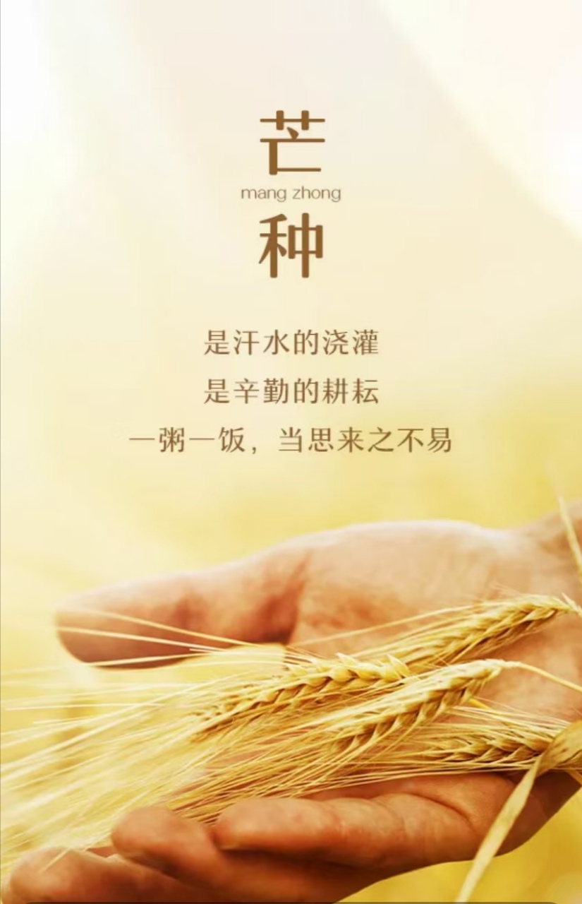 今天是农历二十四节气中的芒种,又叫"忙种",是一个典型反映农业物候