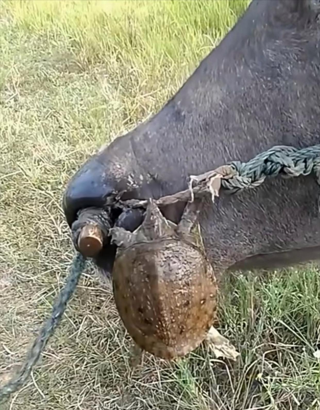 放牛时牛儿在那吃草,突然听到牛一声闷响,我抬头一看,怎么会有一只