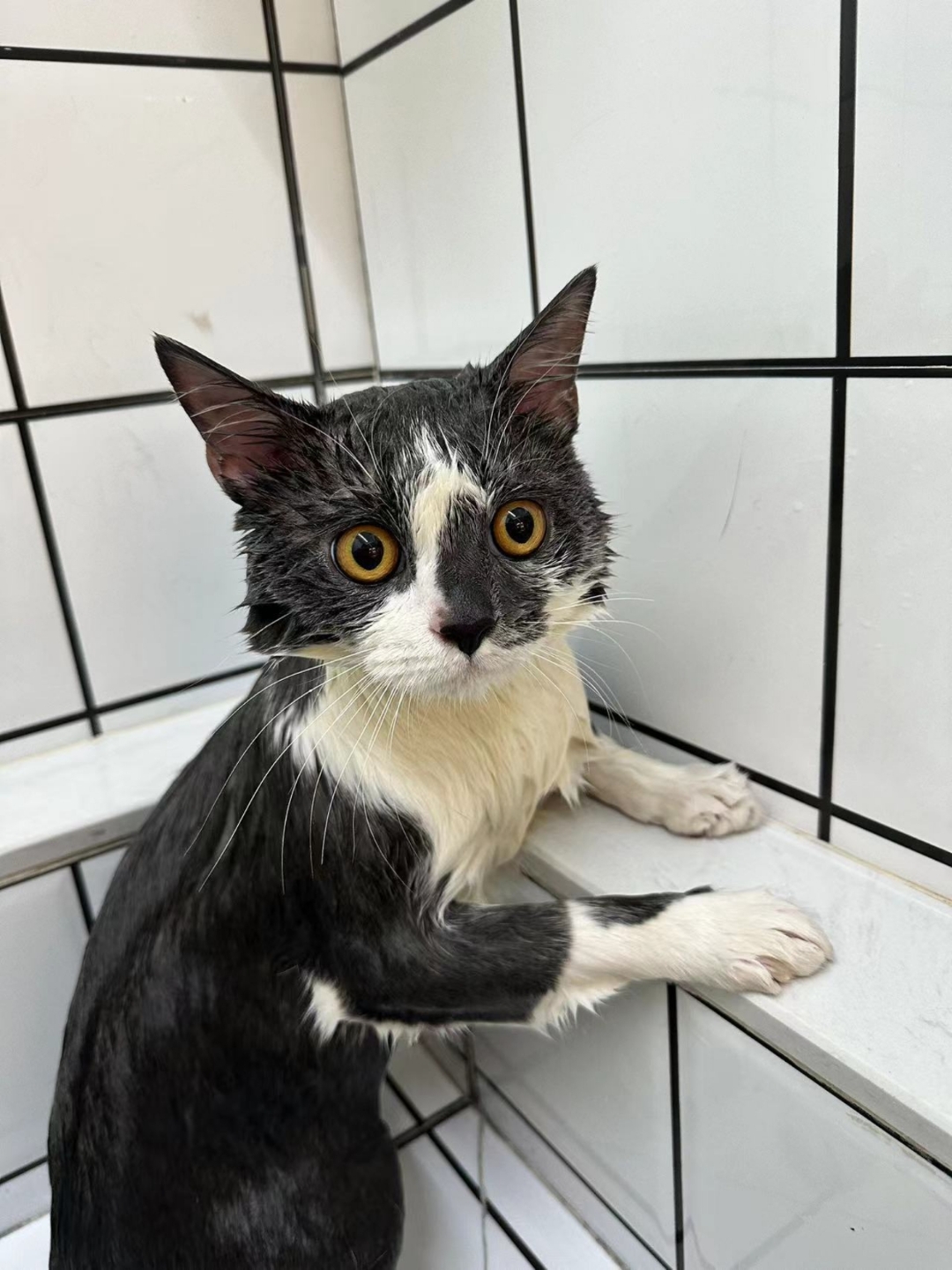 在浴室的角落里,一只黑白相间的猫,湿漉漉地坐着,眼神里藏着千言万语