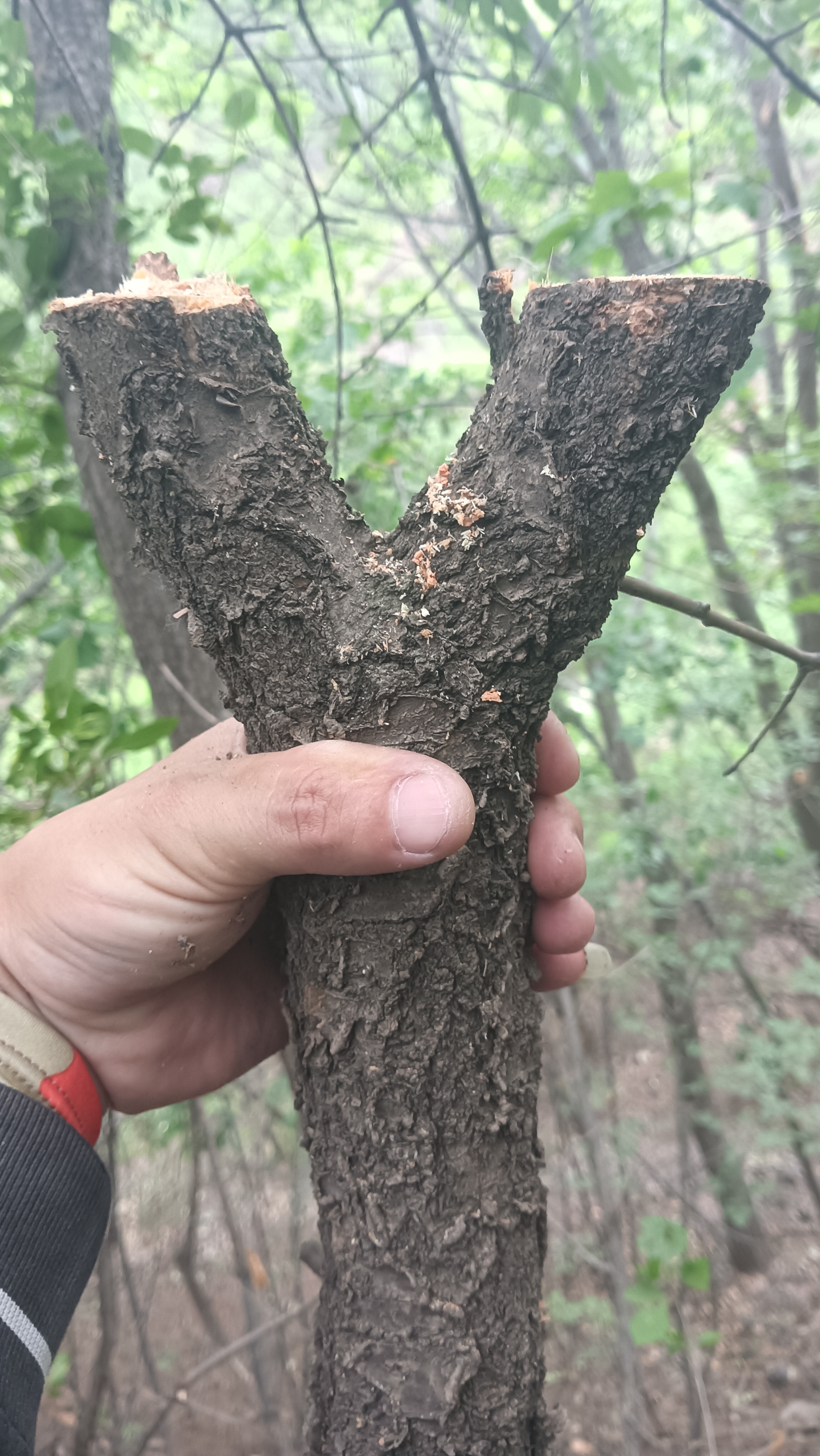 老鸪眼手串盘红了啥样图片