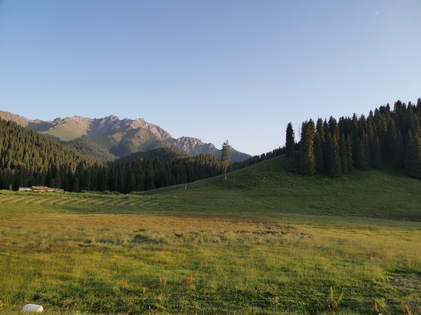 游新疆# 之二:在江布拉克的草原和松树之间穿行,灿烂的阳光照耀着