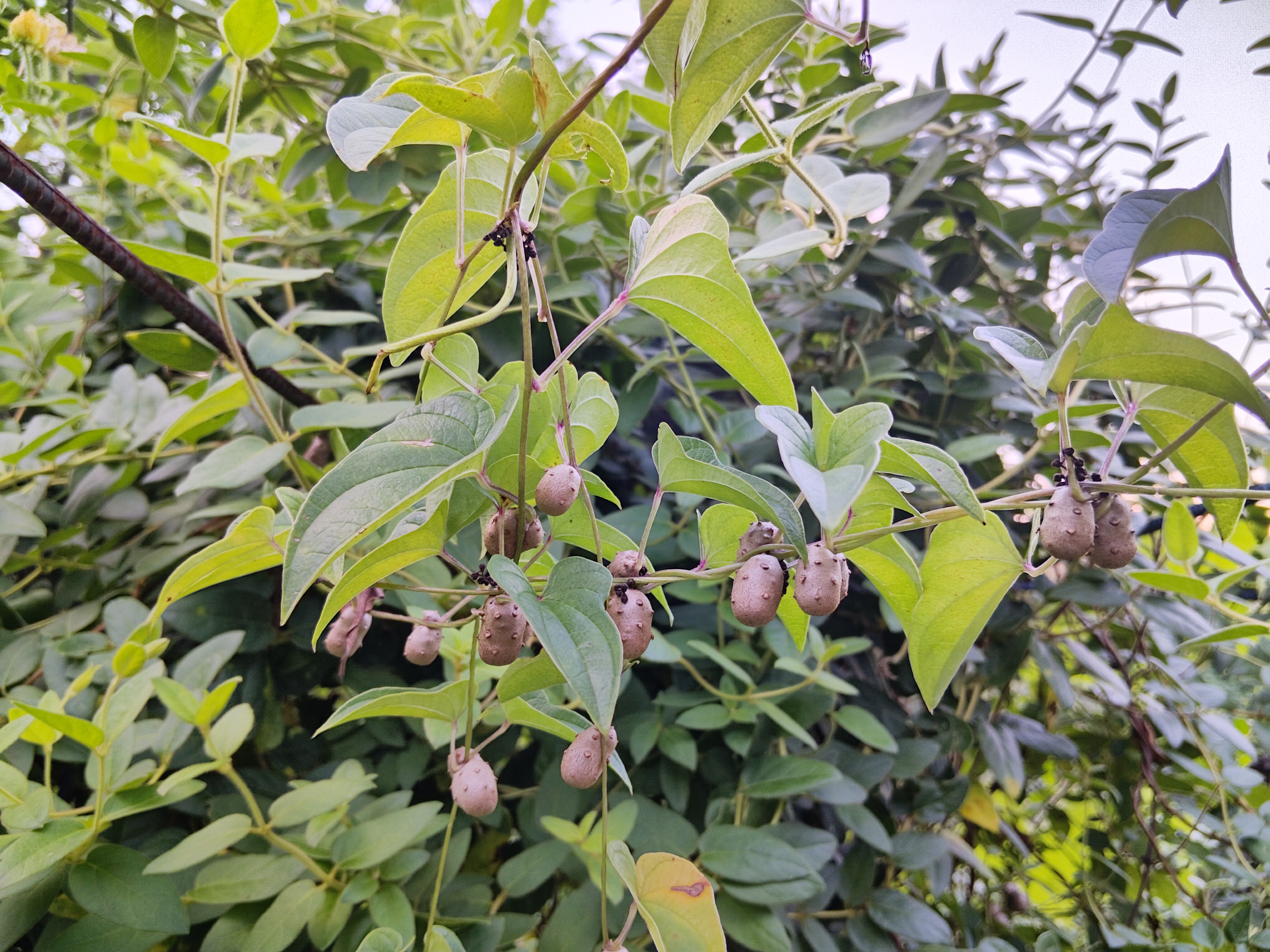 薯蓣果实很诱惑!