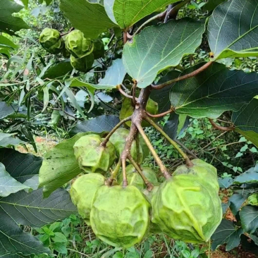 像灯笼果一样的果子图片