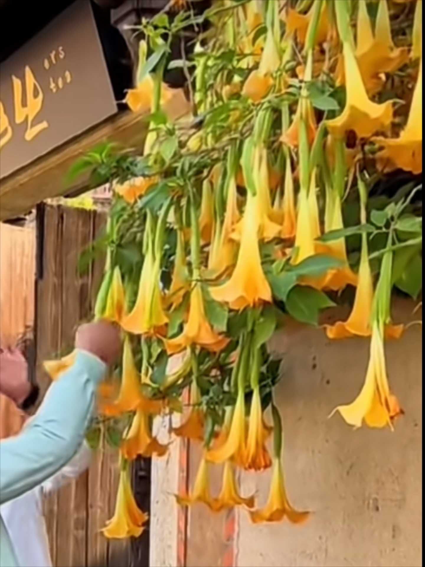 道教吉祥花图片