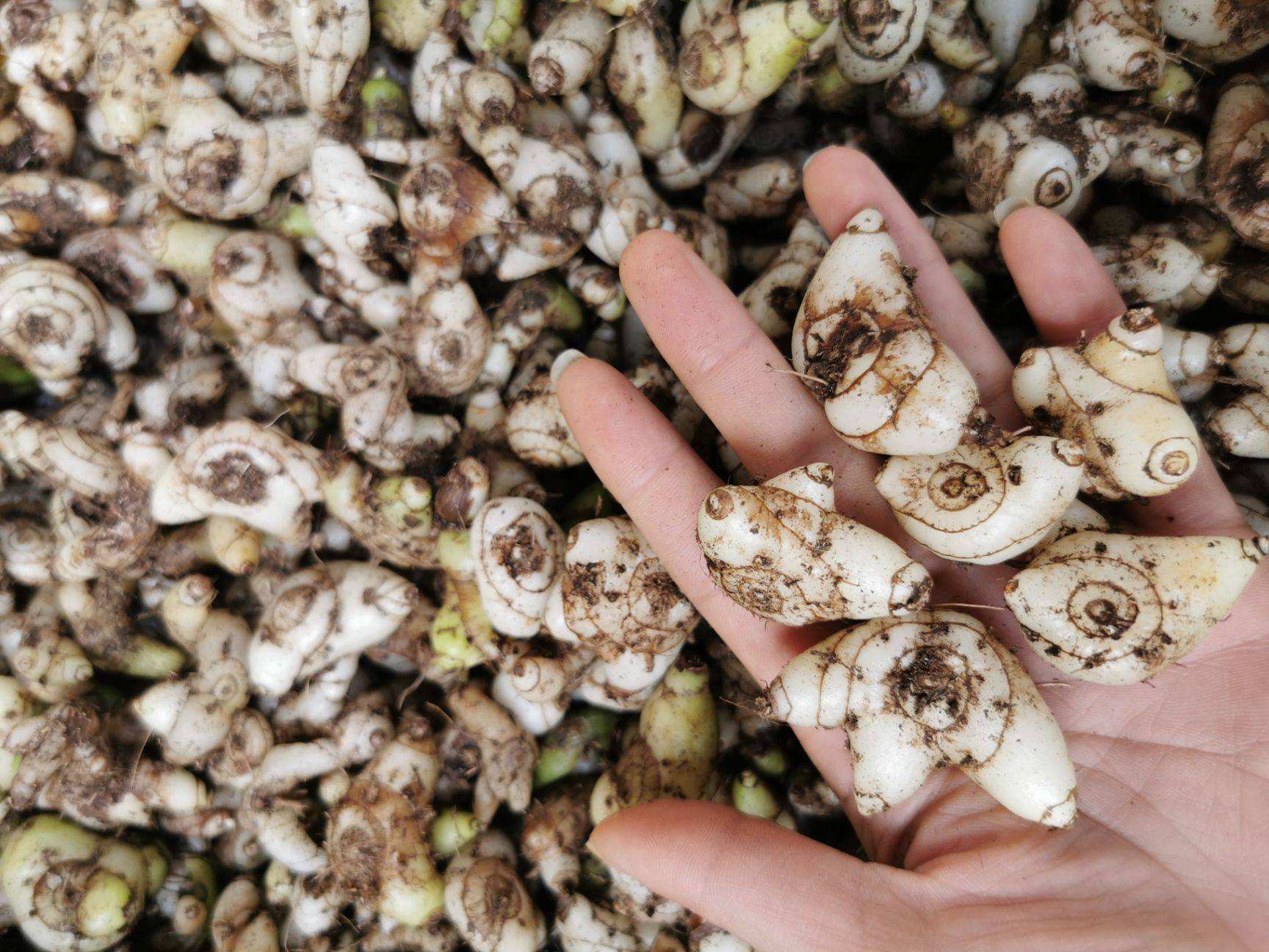 健康养生# 白芨为祖国传统医学名贵中药材之一.