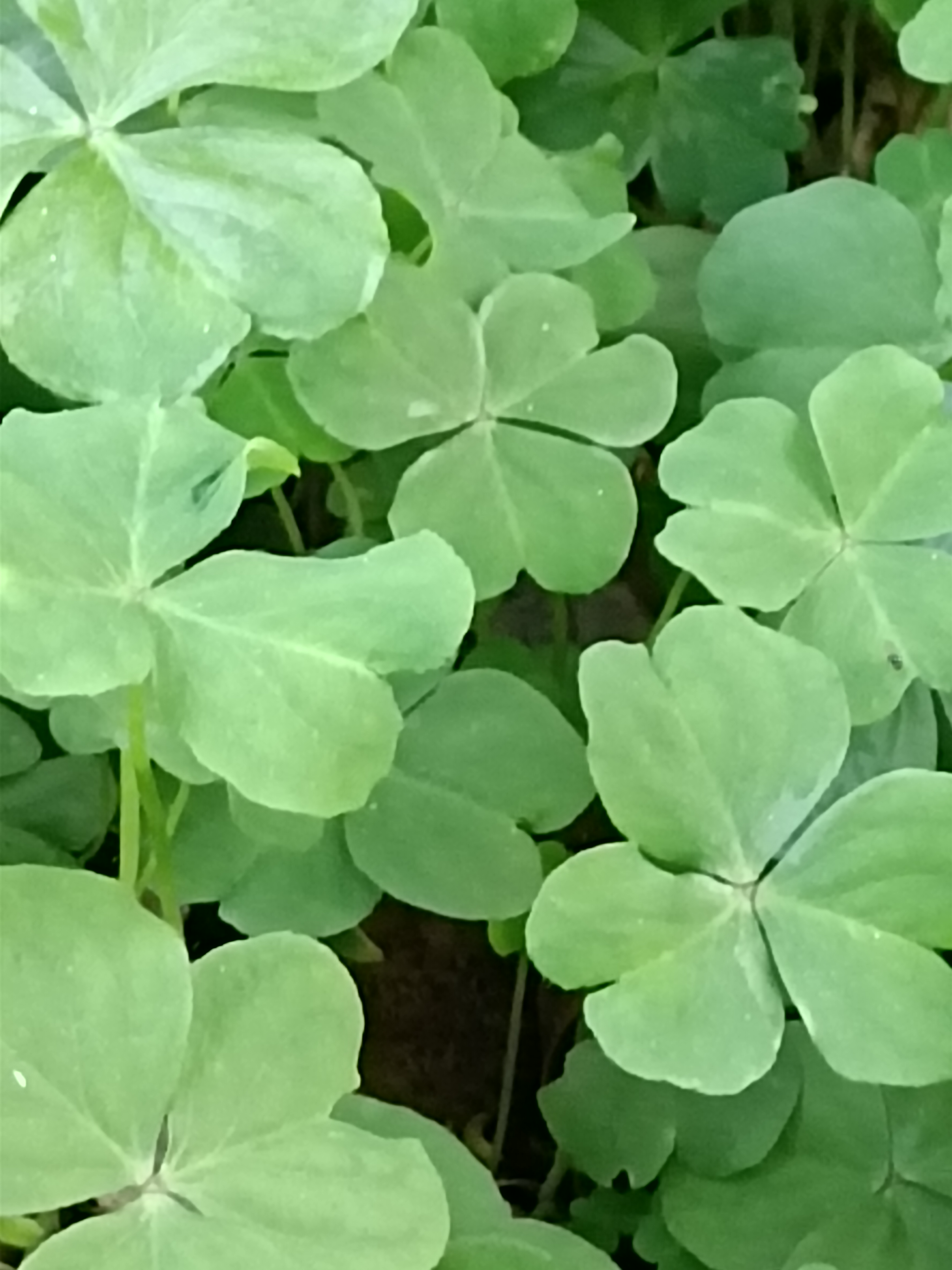 每片叶子都完美呈现心形轮廓,边缘平滑如镜,中间的凹陷像是大自然精心