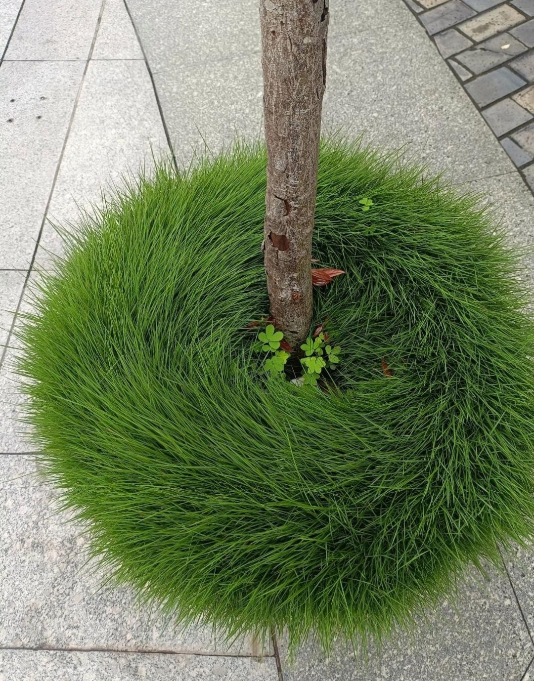 这绿化植物毛茸茸的,看起来就跟貂皮大衣的毛一样
