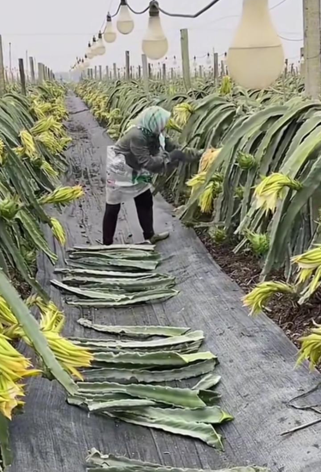 火龙果剪枝图解图片