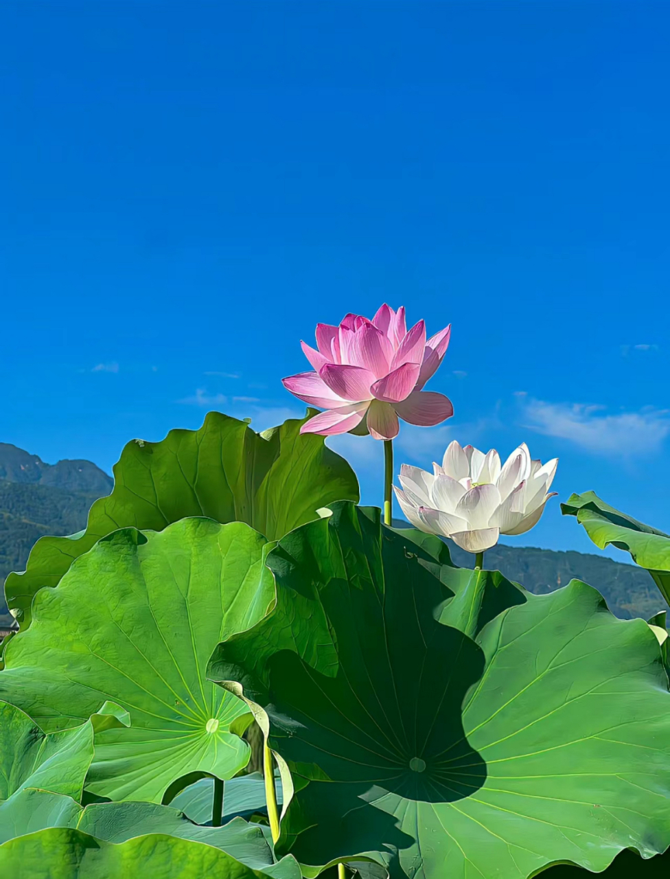 荷花叶子茂盛图片