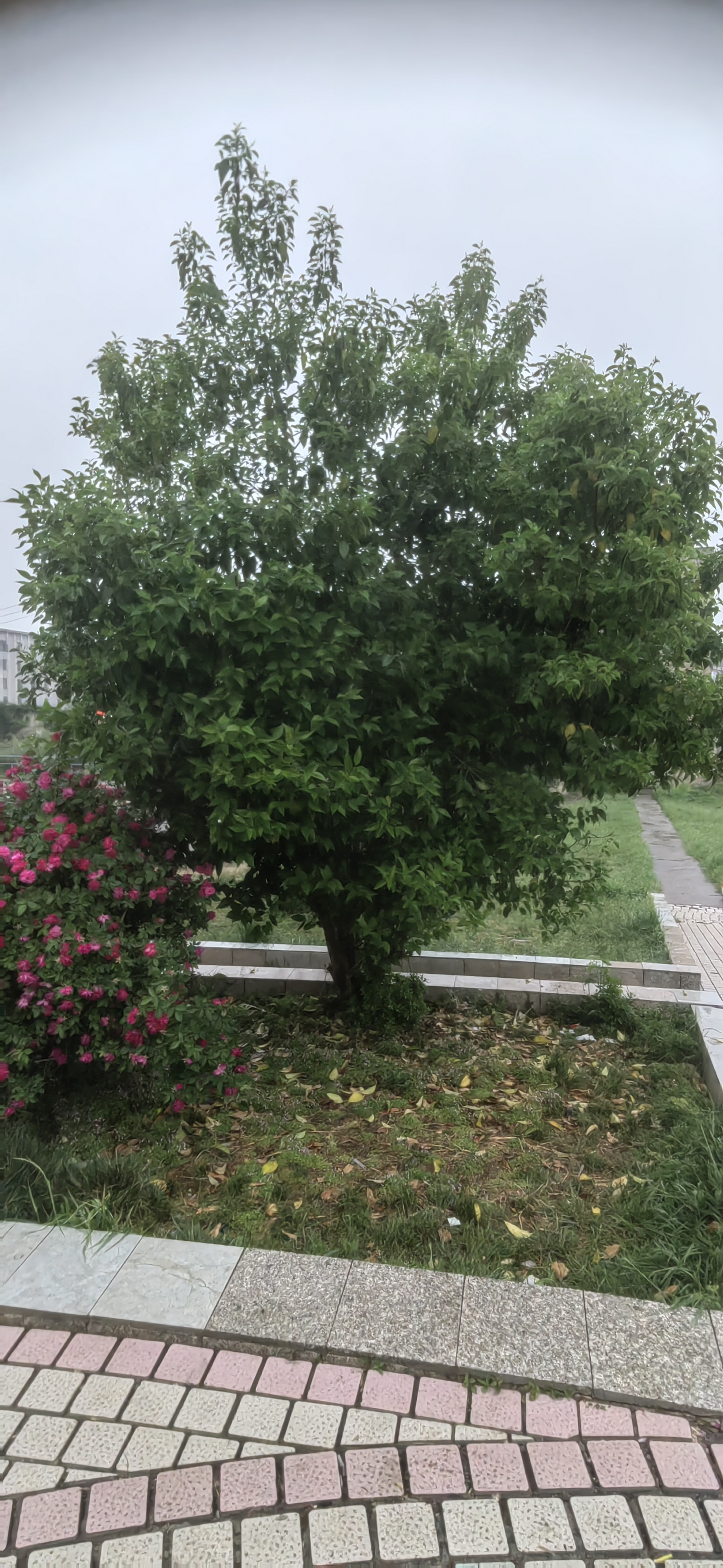 我,让我尝过世间疾苦之后,依然迷茫,世间的路颇我豢檬髡驹 路边好多年